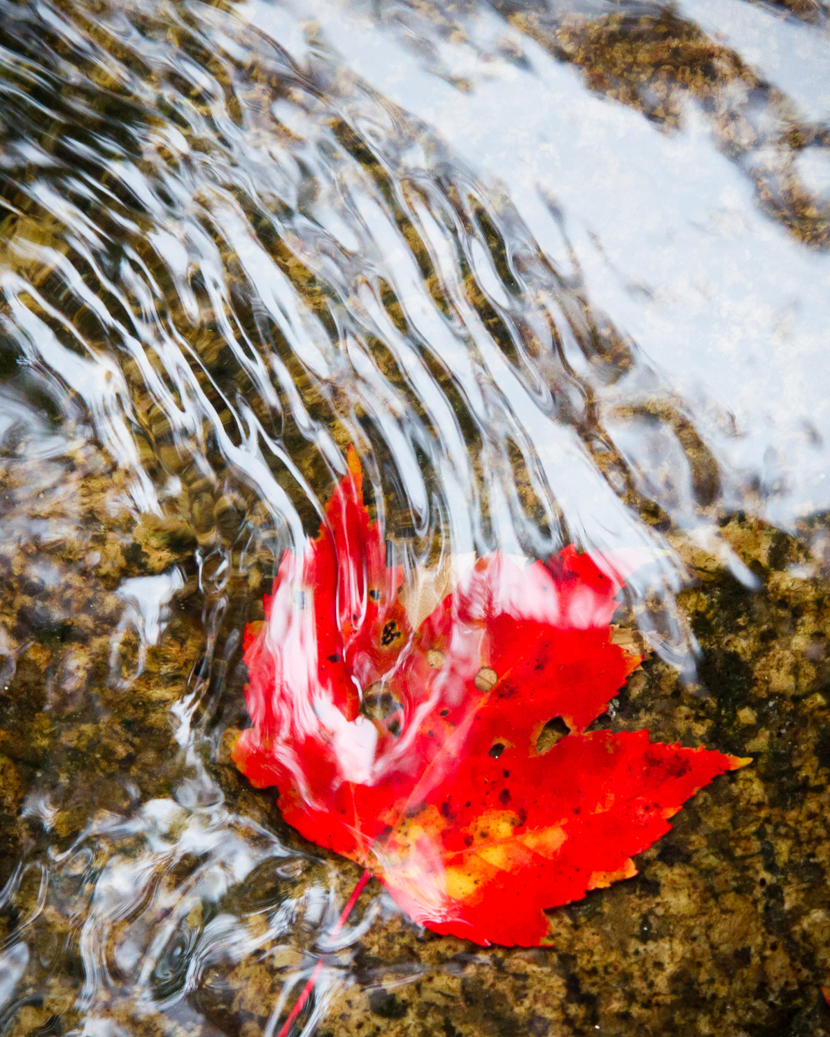 Sony Alpha DSLR-A560 + Sigma 17-70mm F2.8-4.5 (D) sample photo. Fire and ice photography