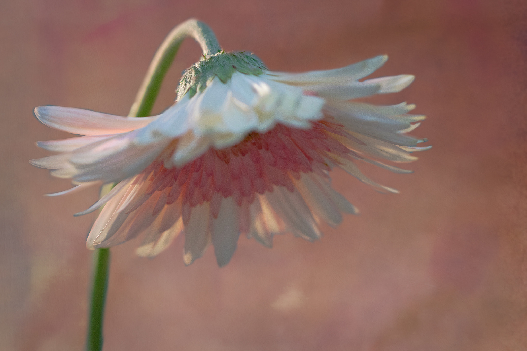 Canon EF 100mm F2.8L Macro IS USM sample photo. Bashful gerber photography