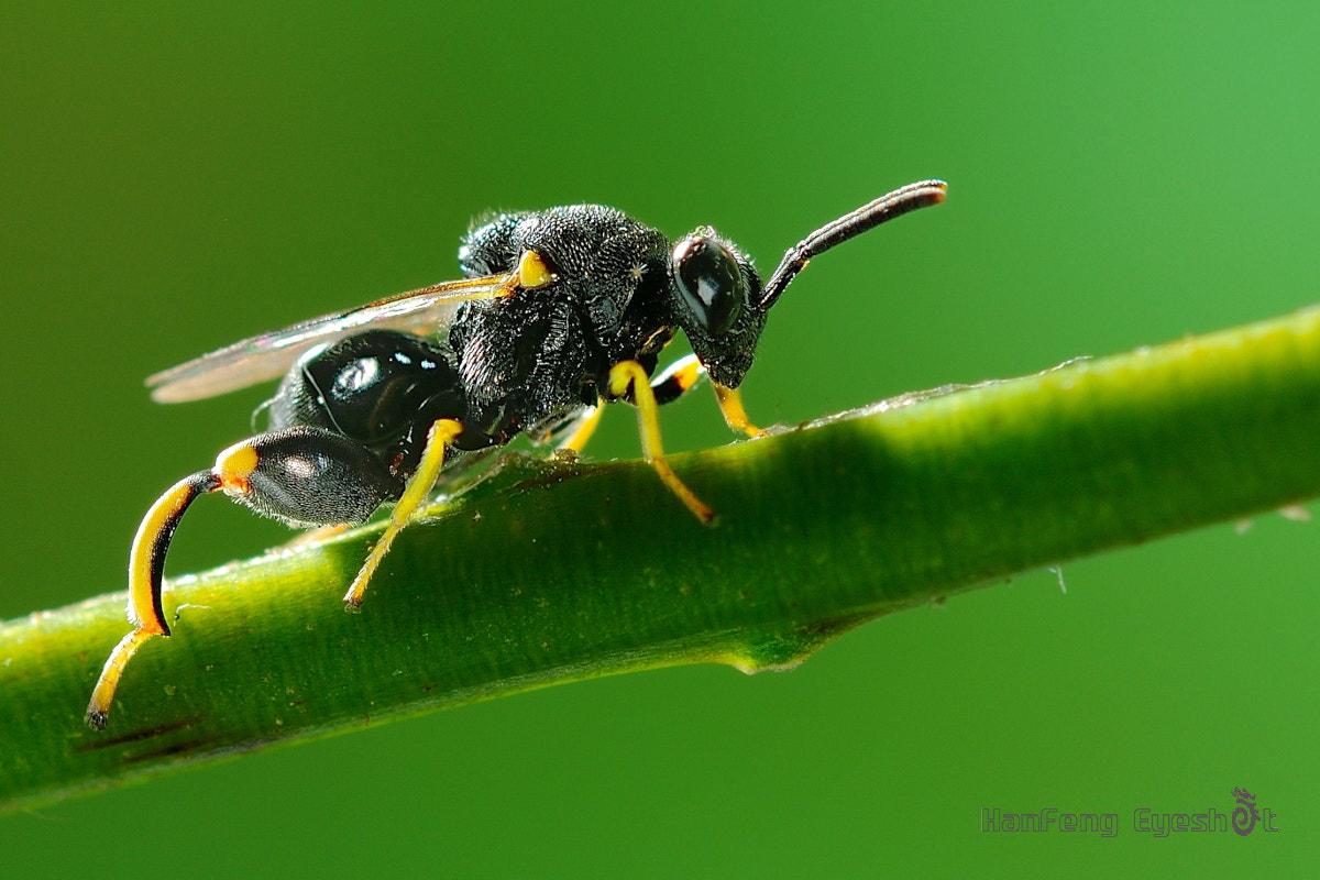 Nikon D90 + Nikon AF Micro-Nikkor 200mm F4D ED-IF sample photo. 大腿小蜂 photography