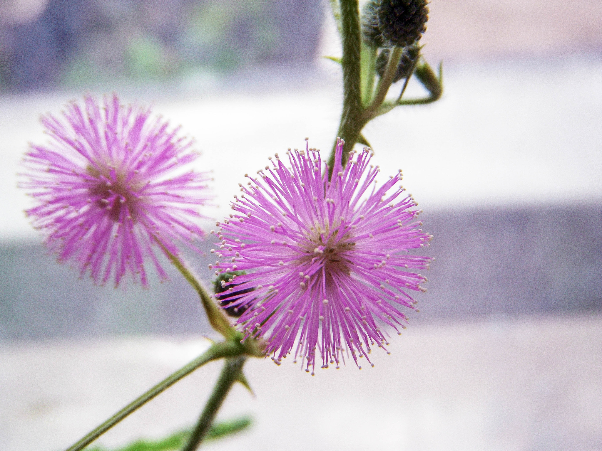 Nikon Coolpix S52 sample photo. Mimosa pudica photography