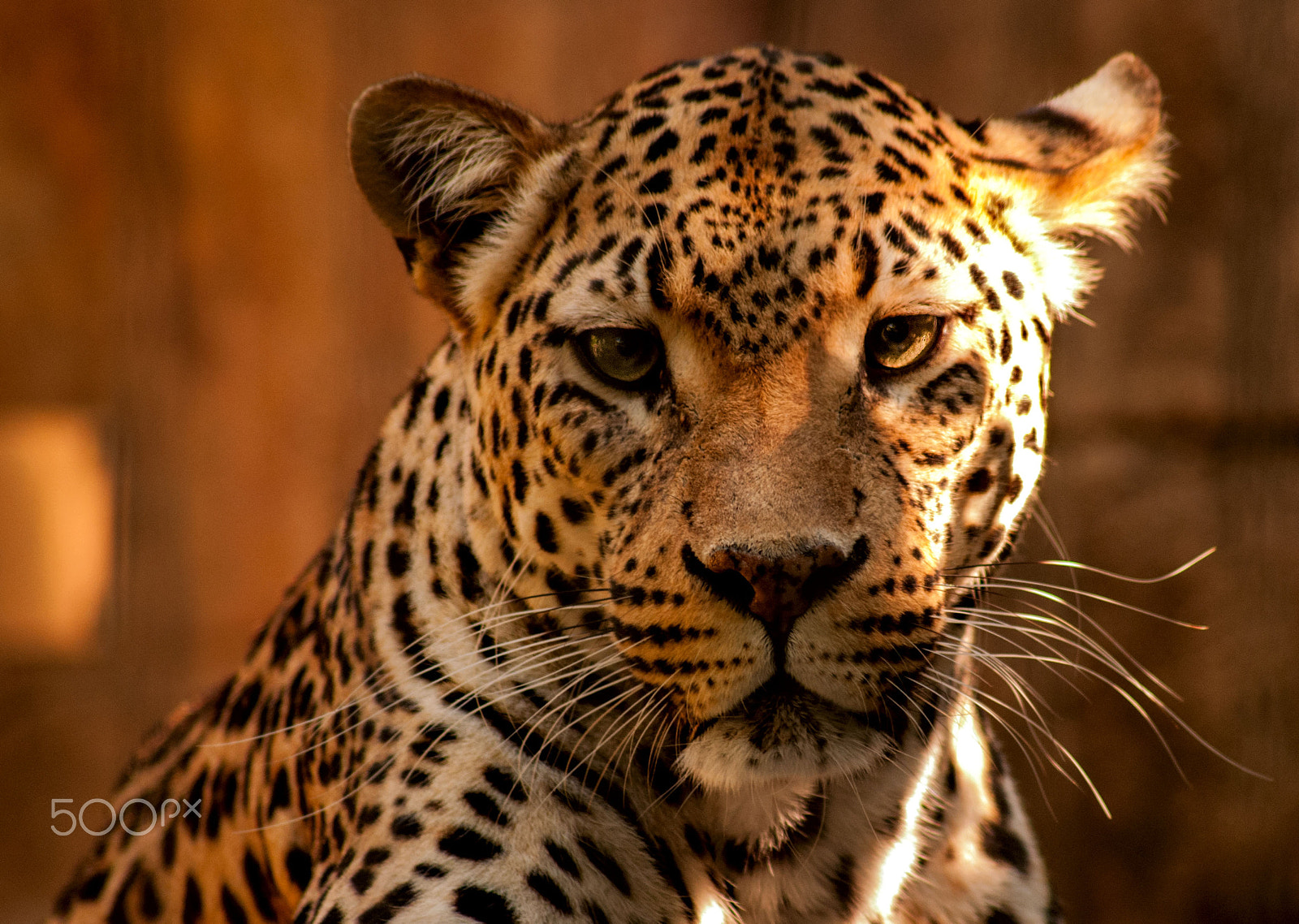 Sigma 70-300mm F4-5.6 APO DG Macro sample photo. Leopard photography