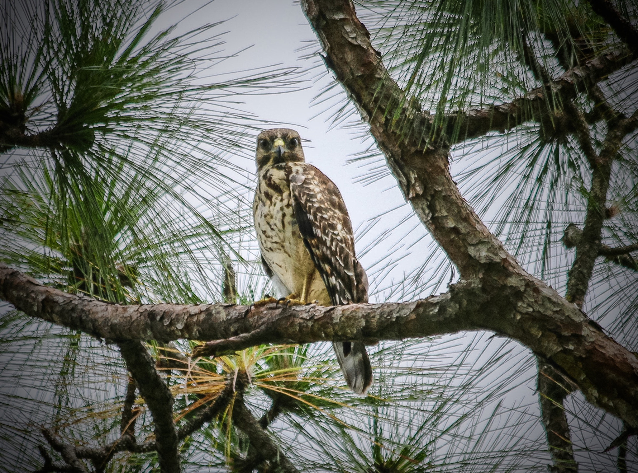 Canon EF 70-300mm F4-5.6 IS USM sample photo. Do i look like a meal to this guy... photography