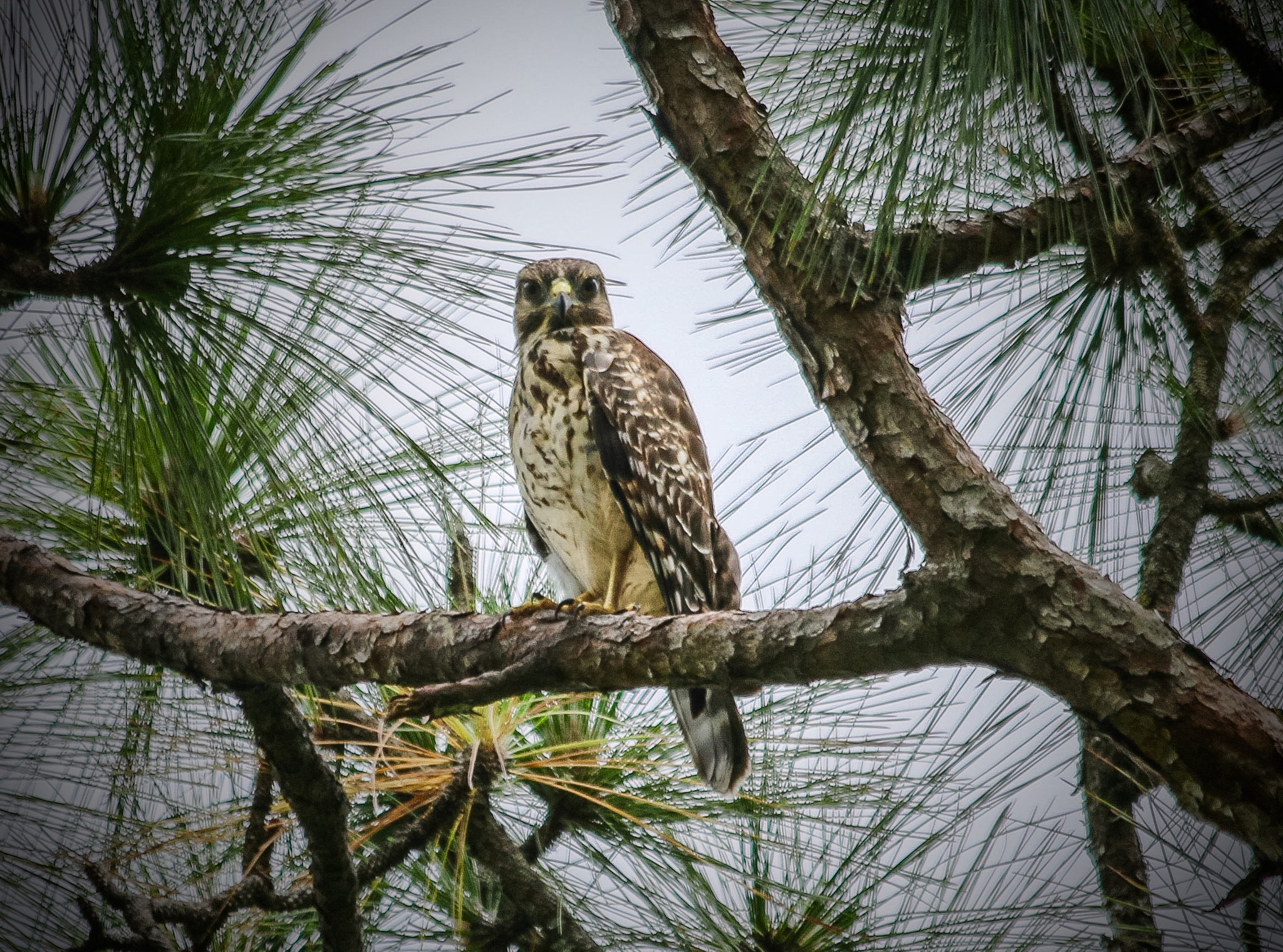 Canon EOS 70D + Canon EF 70-300mm F4-5.6 IS USM sample photo. Do i look like a meal to this guy... photography