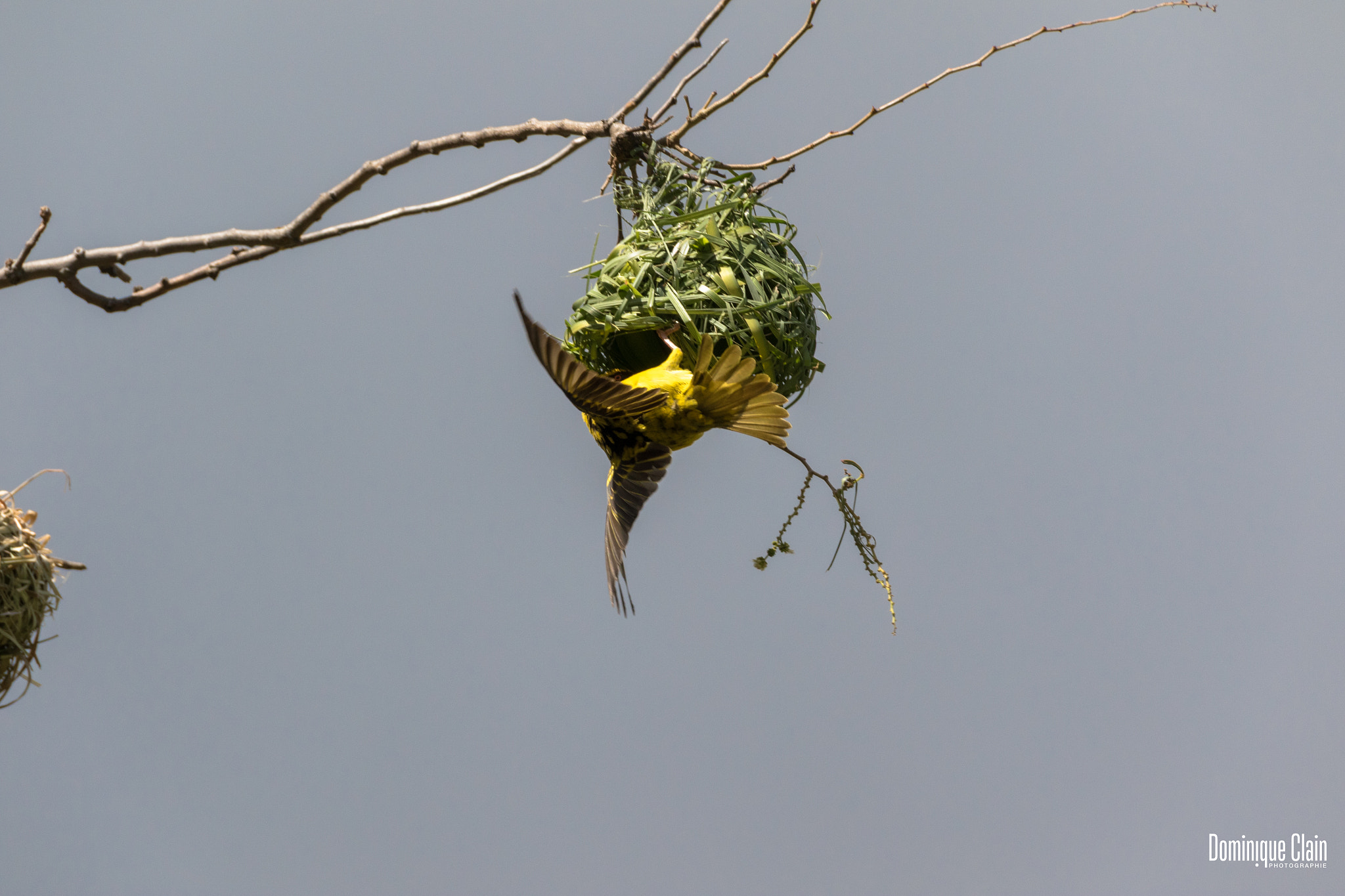 Canon EF 75-300mm F4.0-5.6 IS USM sample photo. Tisserin gendarme (ploceus cucullatus), photography