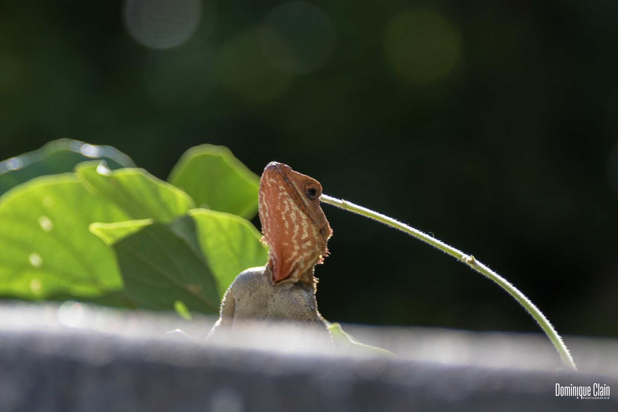 Canon EF 75-300mm F4.0-5.6 IS USM sample photo. Lézard photography