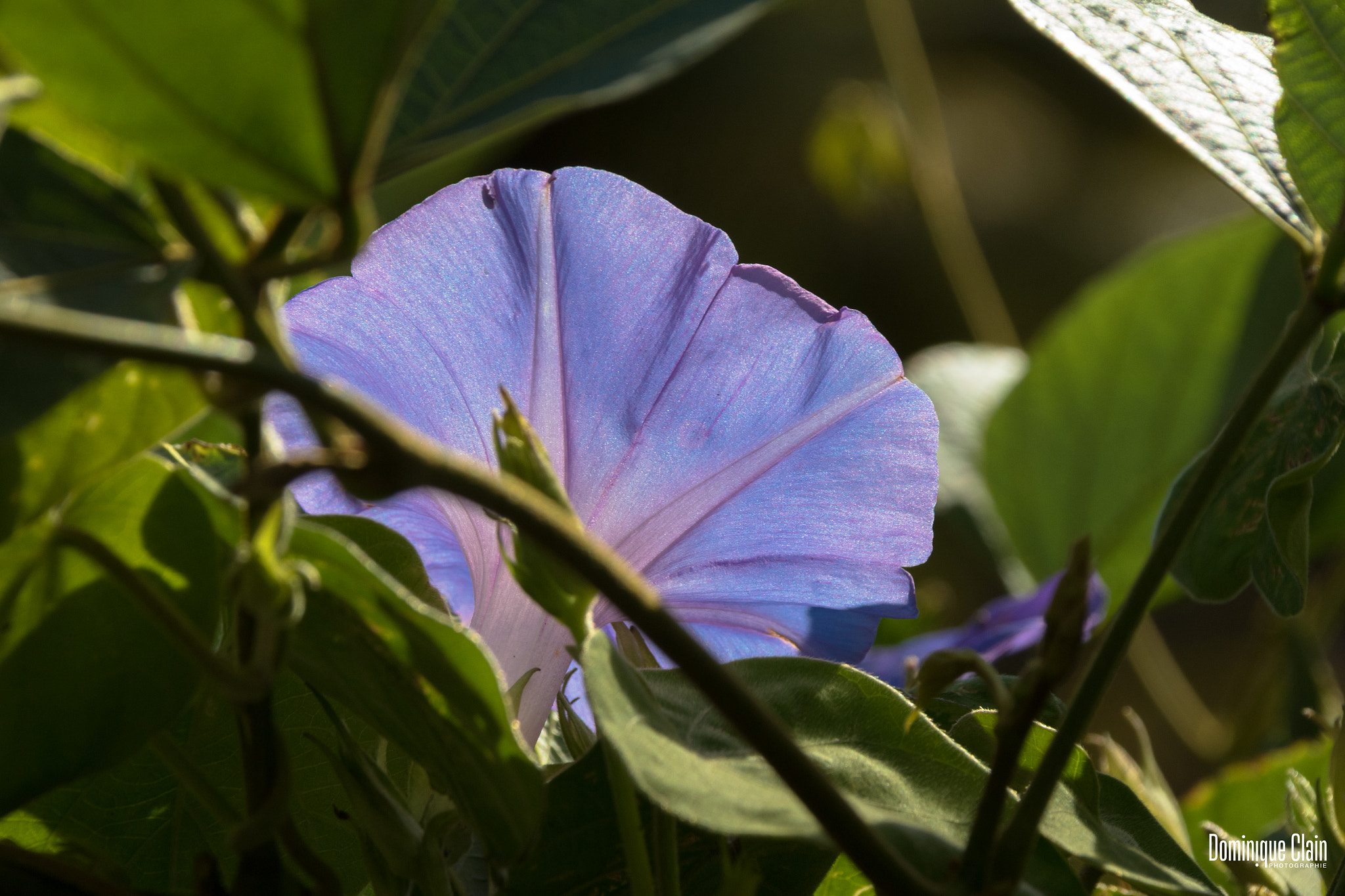 Canon EF 75-300mm F4.0-5.6 IS USM sample photo. Fleur sauvage photography