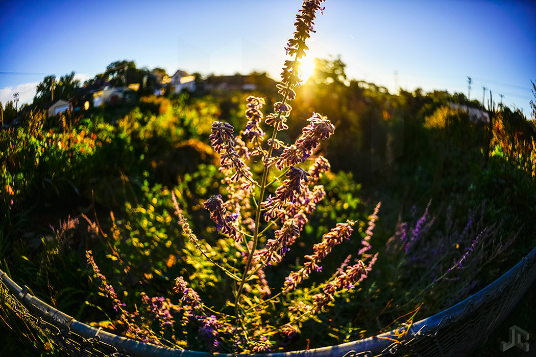 Nikon D610 + Nikon AF Fisheye-Nikkor 16mm F2.8D sample photo. Urban garden sun rise photography