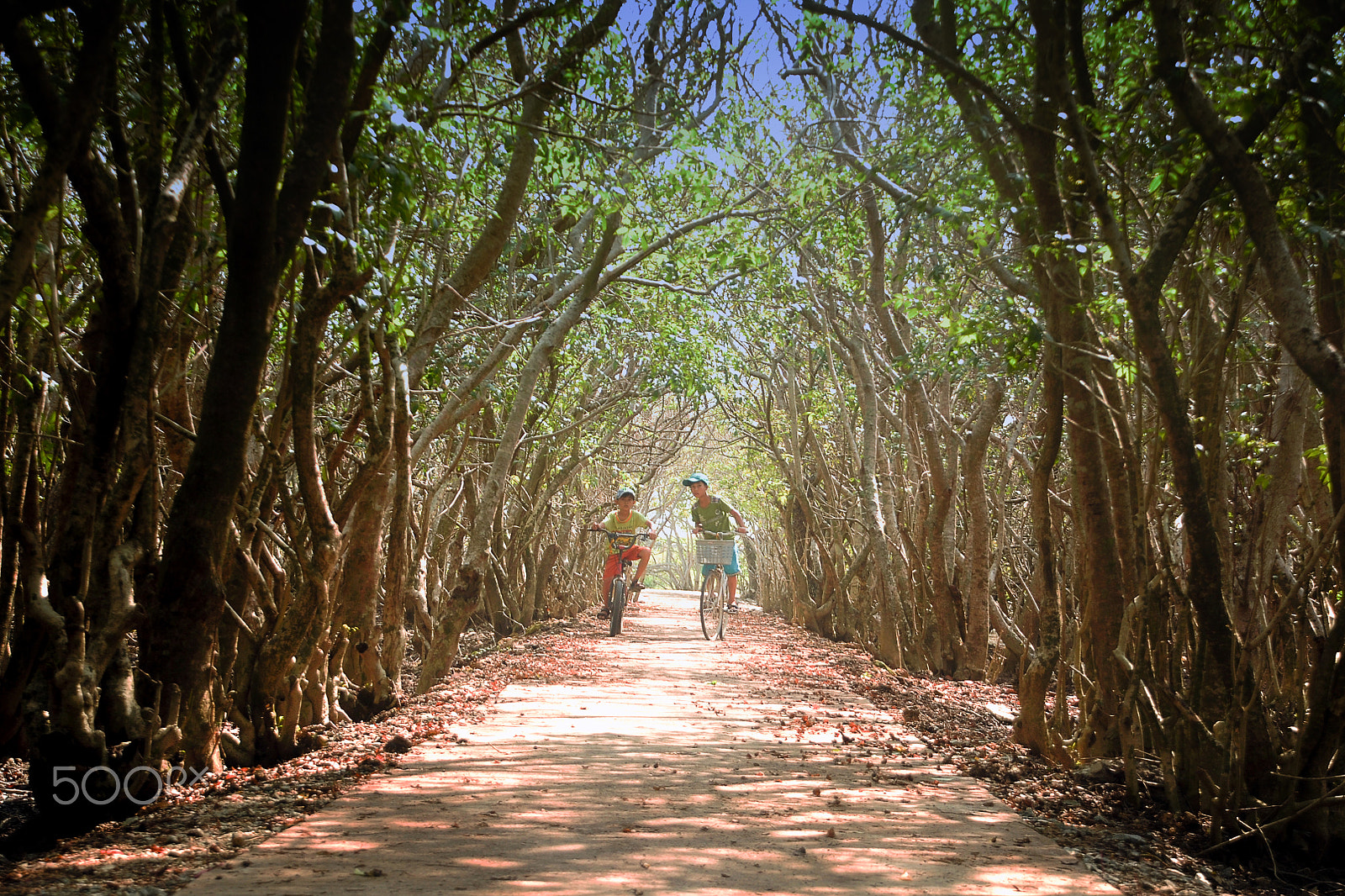 Nikon D300 sample photo. Ru cha mangroves photography