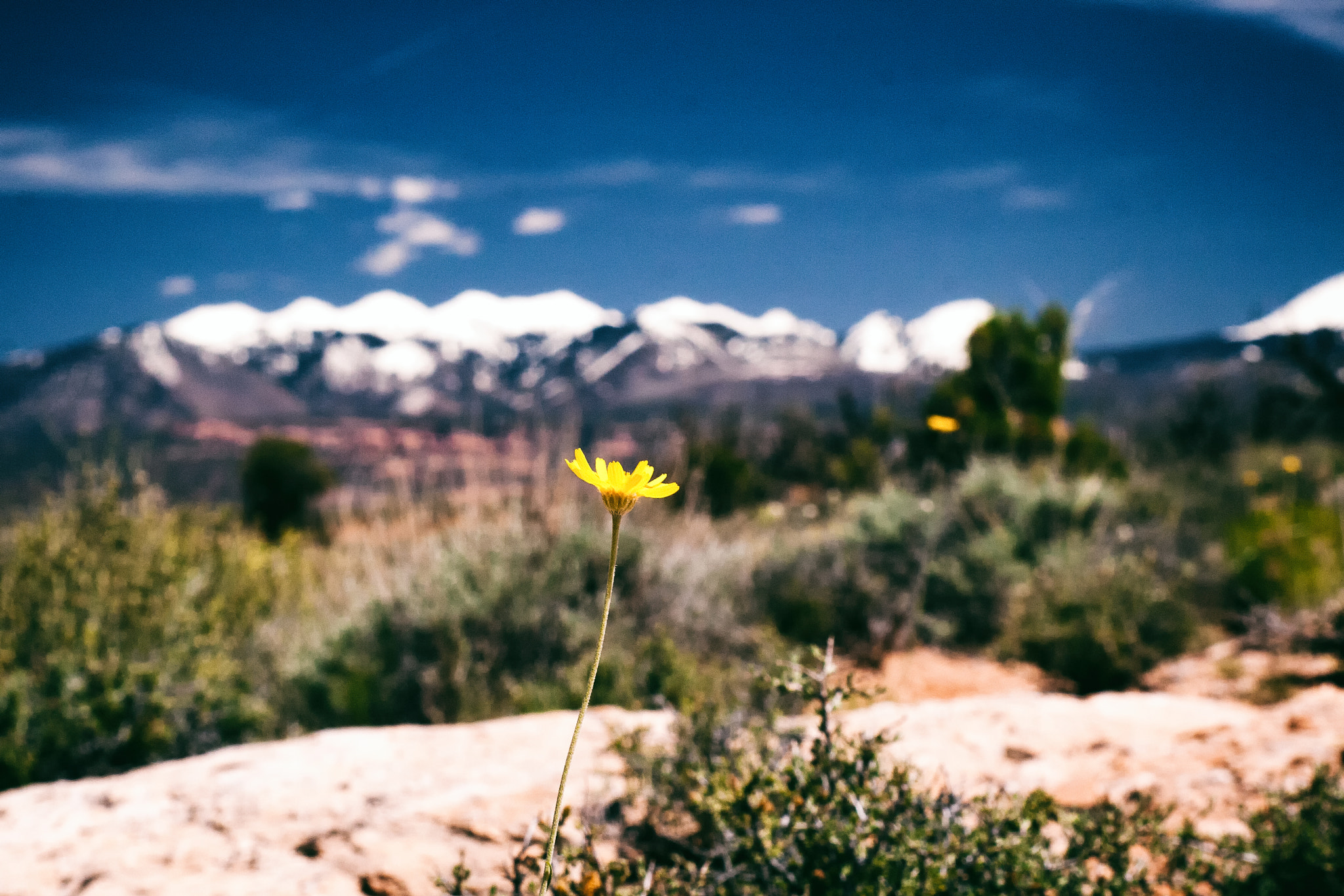 Canon EOS 400D (EOS Digital Rebel XTi / EOS Kiss Digital X) sample photo. Little flower, big mountain photography