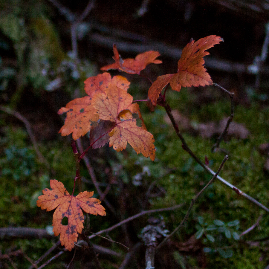 Canon EOS 50D + Canon EF 35mm F2 sample photo. Colors photography