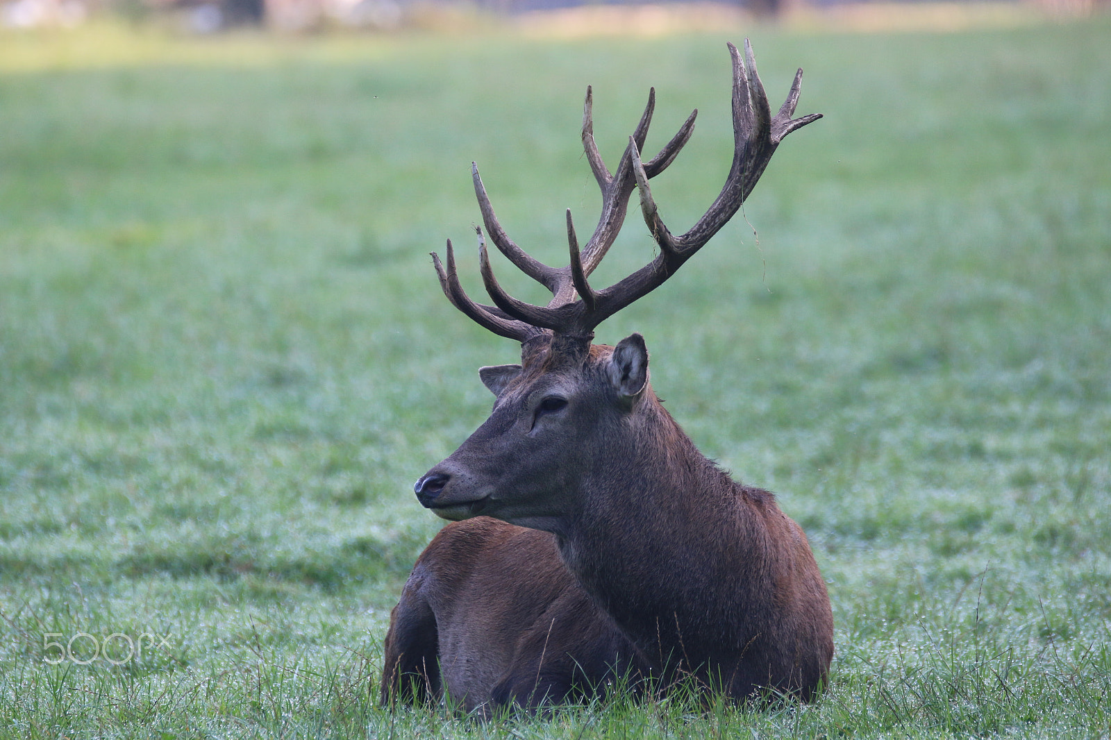 Sigma 150-600mm F5-6.3 DG OS HSM | C sample photo. Rothirsch photography