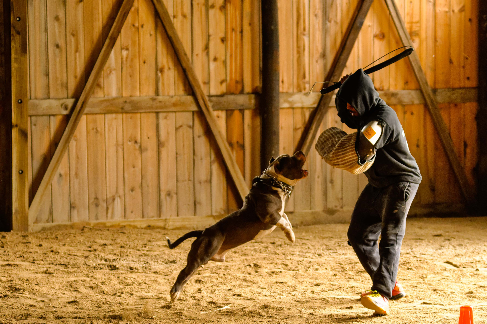 Nikon AF-Nikkor 80-200mm F2.8D ED sample photo. Woodlawn canine academy photography