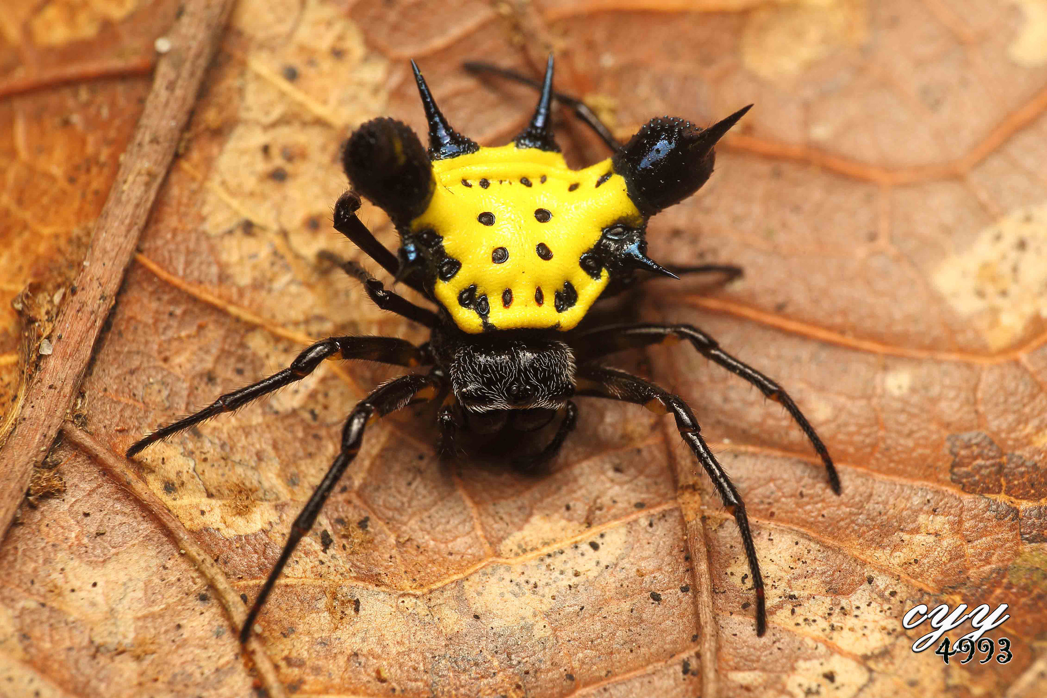 Canon EOS 6D + Canon EF 100mm F2.8L Macro IS USM sample photo. Spiny orb weaver photography