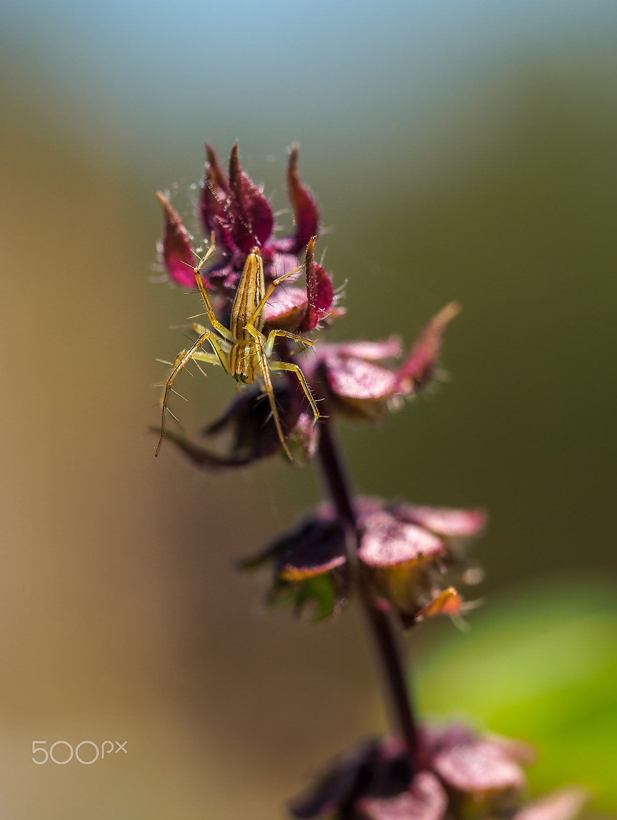 Olympus M.Zuiko Digital ED 60mm F2.8 Macro sample photo. In the herbs photography