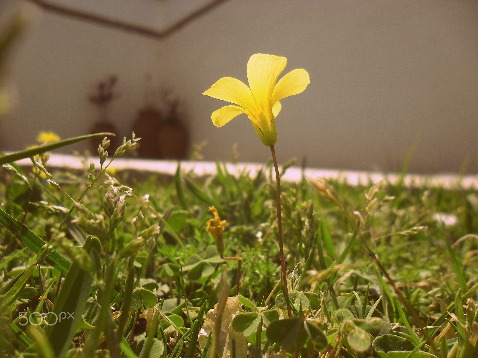 Samsung ES80/ ES81 sample photo. Diminuta photography