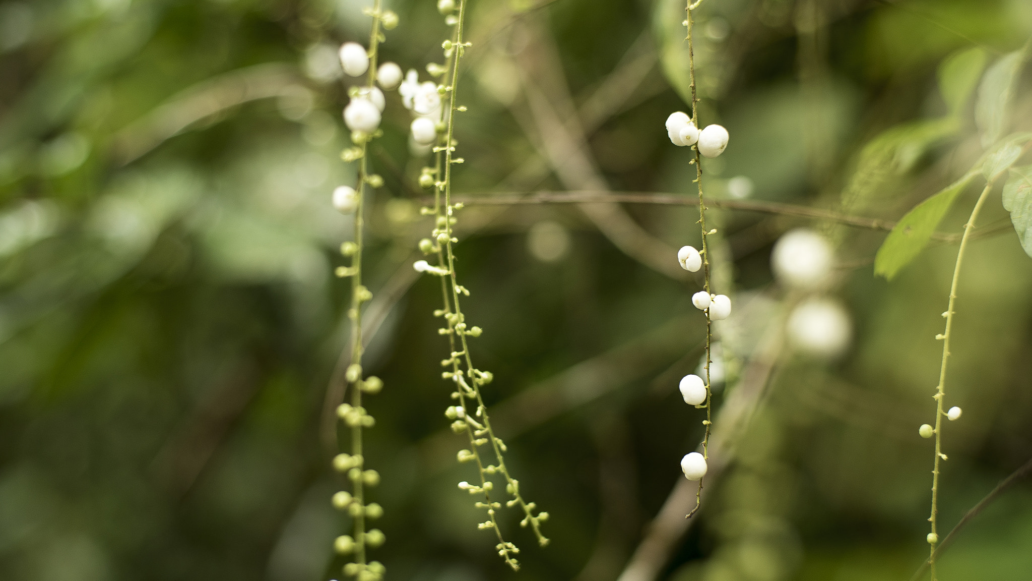 ZEISS Planar T* 50mm F1.4 sample photo. Dsc photography