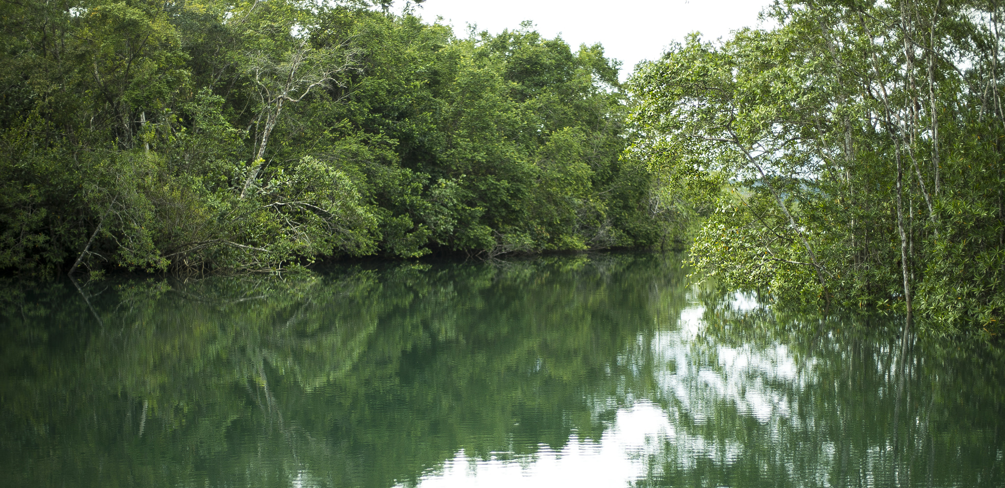 ZEISS Planar T* 50mm F1.4 sample photo. Mangrove swamp - chocó, colombia photography