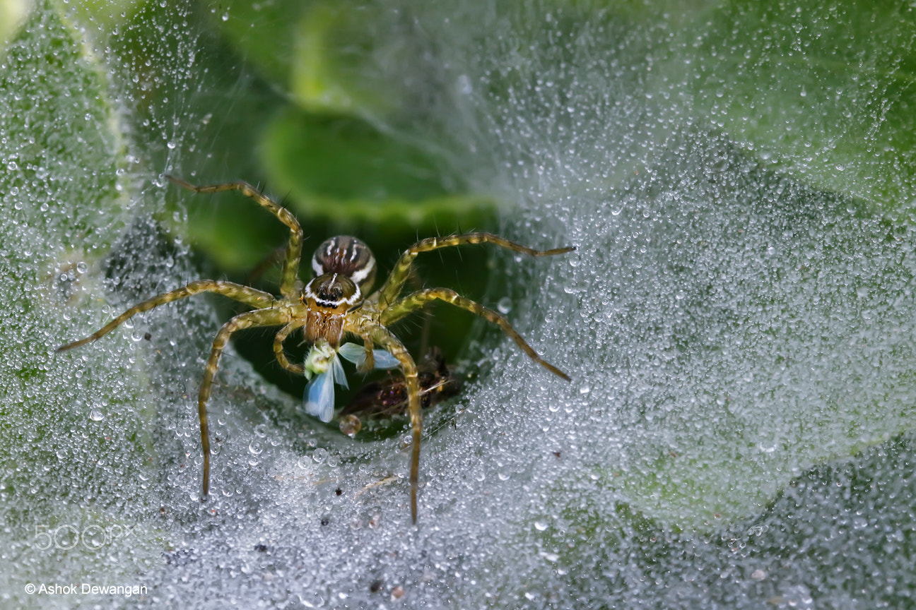 Canon EF 100mm F2.8L Macro IS USM sample photo. Funnel web spider with kill photography