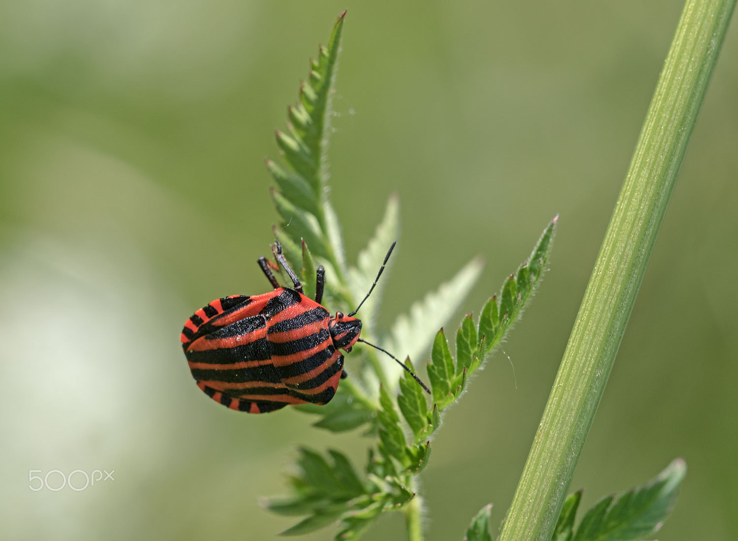 Canon EF 100mm F2.8L Macro IS USM sample photo. Gemeine streifenwanze (graphosoma lineatum) photography