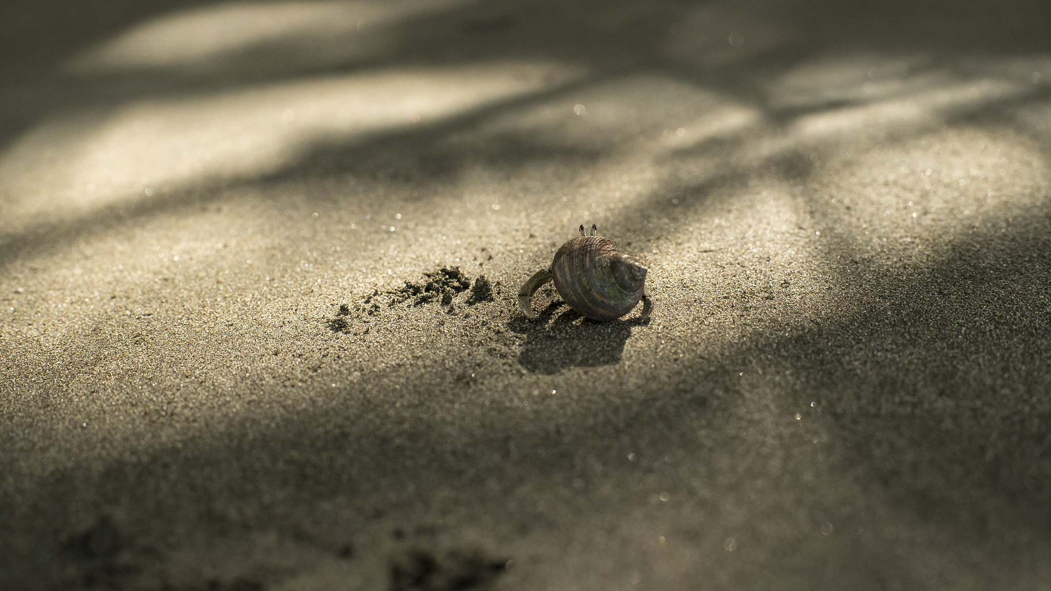 Sony a7S + ZEISS Planar T* 50mm F1.4 sample photo. Ensenada de utría - chocó, colombia photography