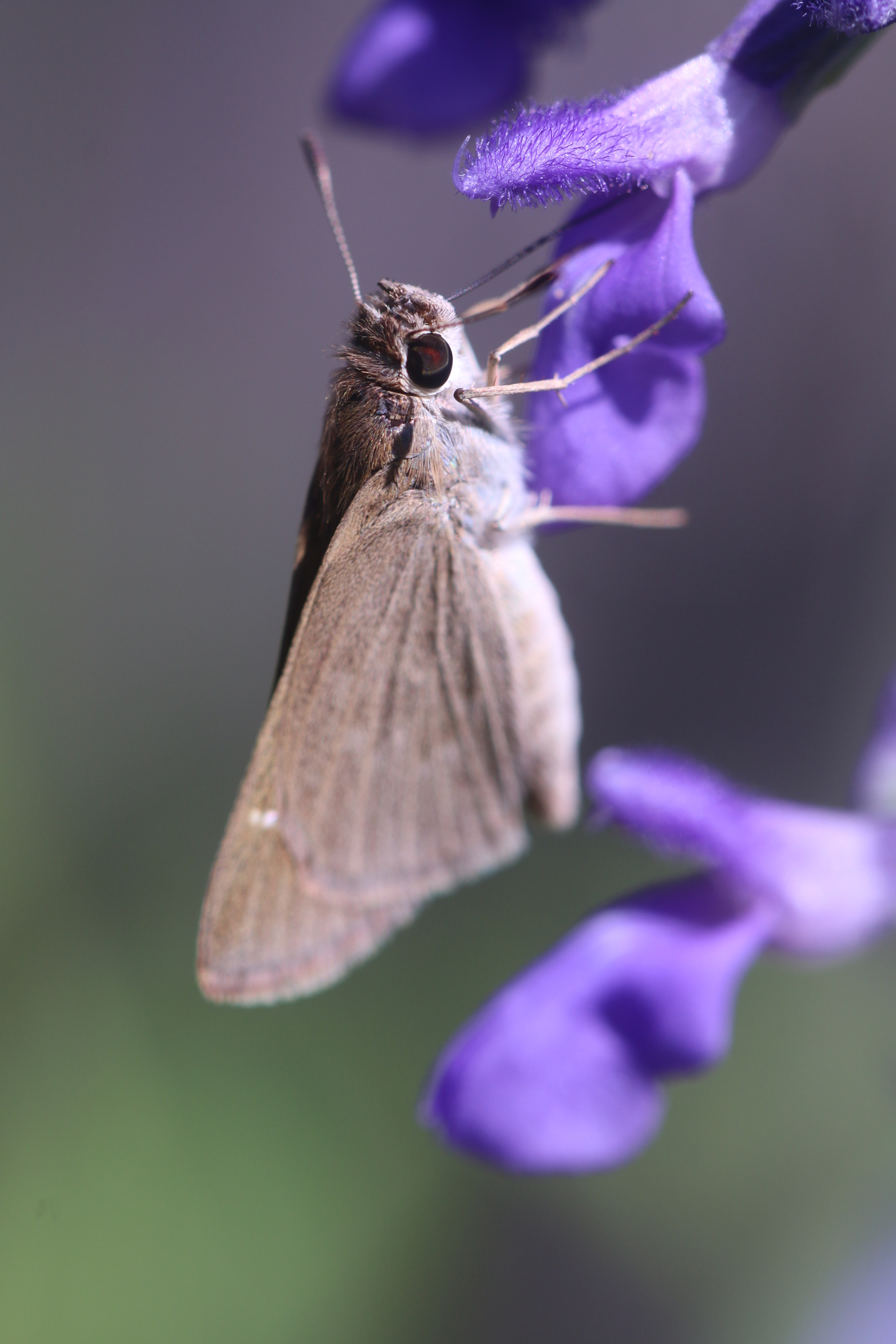 Canon EOS 70D + Canon EF 100mm F2.8L Macro IS USM sample photo. Butterfly photography