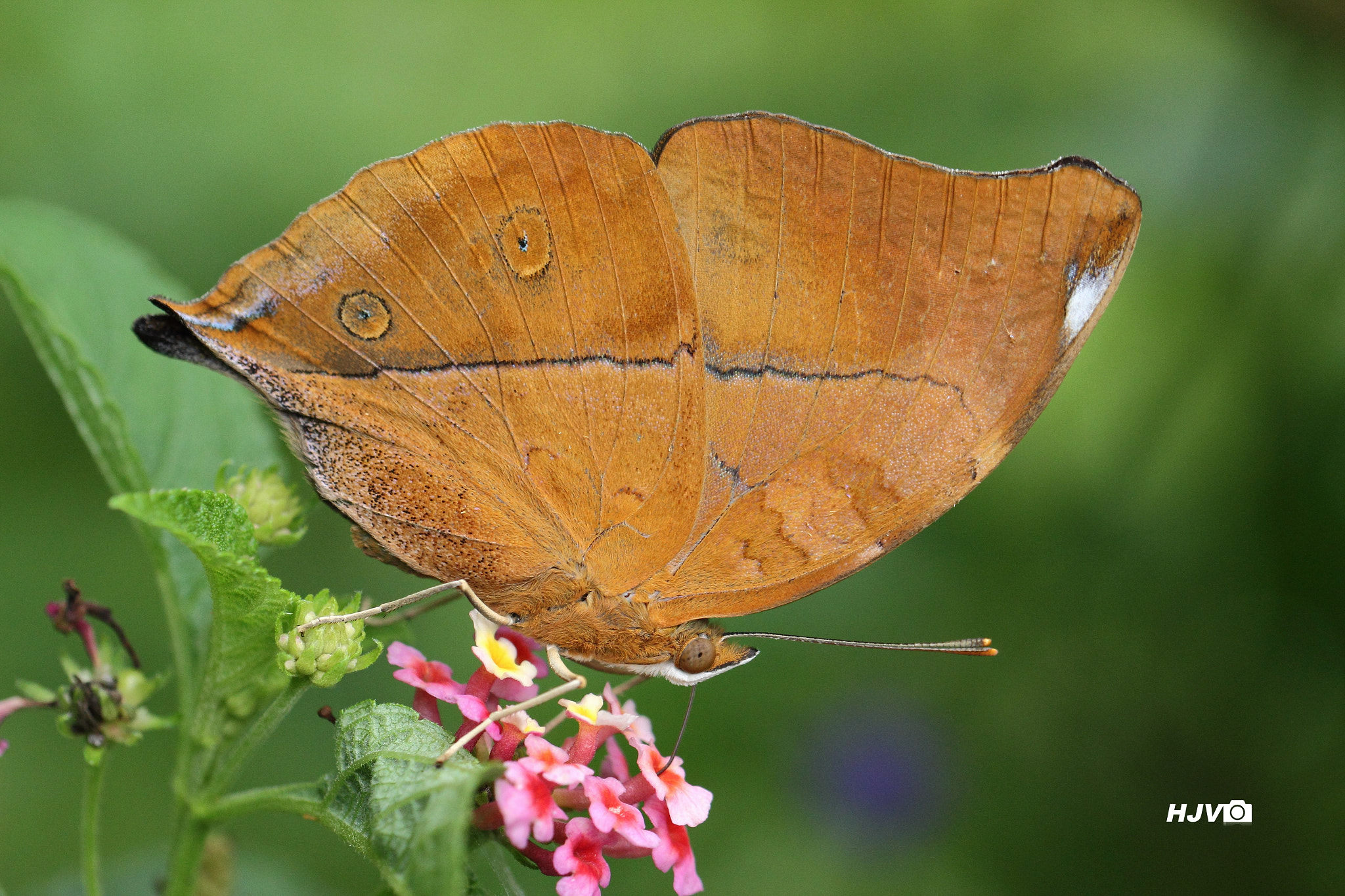 Canon EOS 600D (Rebel EOS T3i / EOS Kiss X5) sample photo. Autumn leaf butterfly (malabar autumn leaf) photography