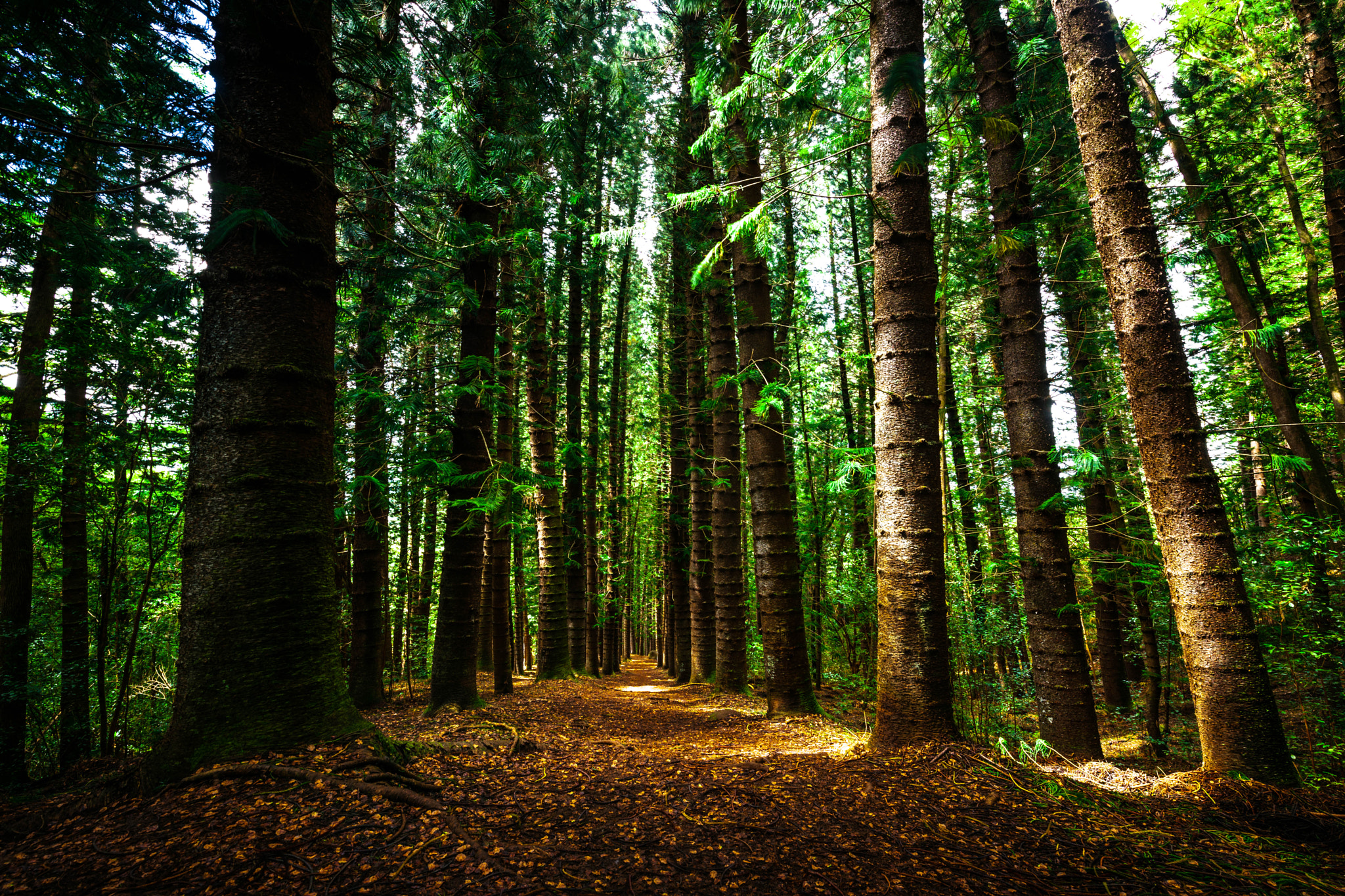 Nikon D3X sample photo. Sleeping giant photography