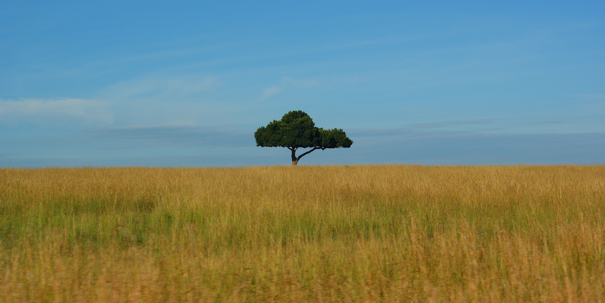 Minolta AF 35-105mm F3.5-4.5 sample photo. Safari tree photography
