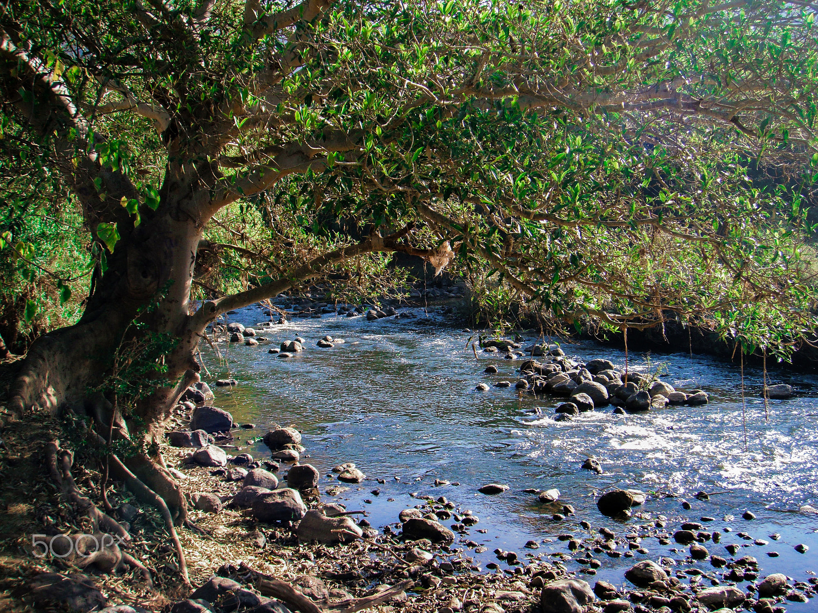 FujiFilm FinePix Z70 (FinePix Z71) sample photo. Tree standing on the shore photography