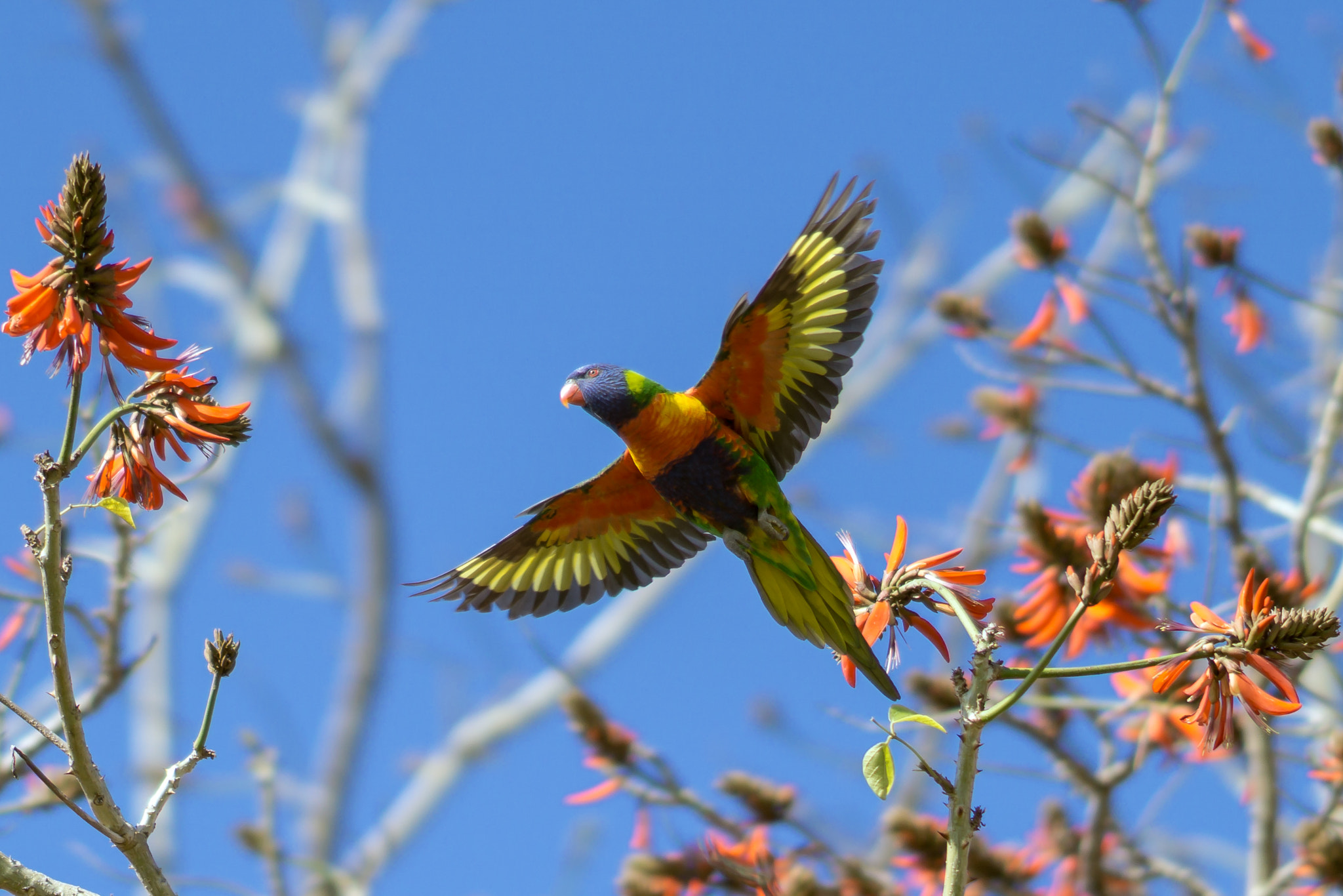 Sony FE 85mm F1.4 GM sample photo. Rainbow lorikeet in flight photography