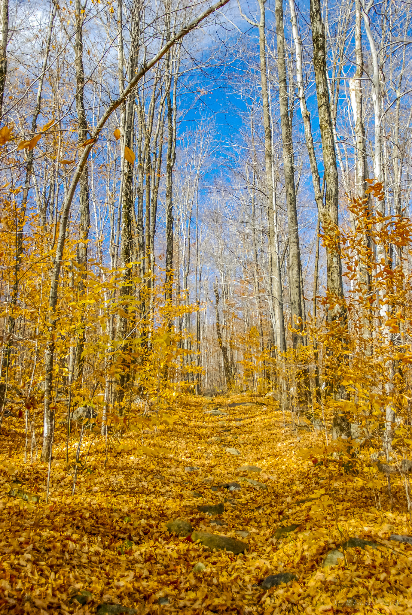 Nikon D80 sample photo. Into the fall colors photography