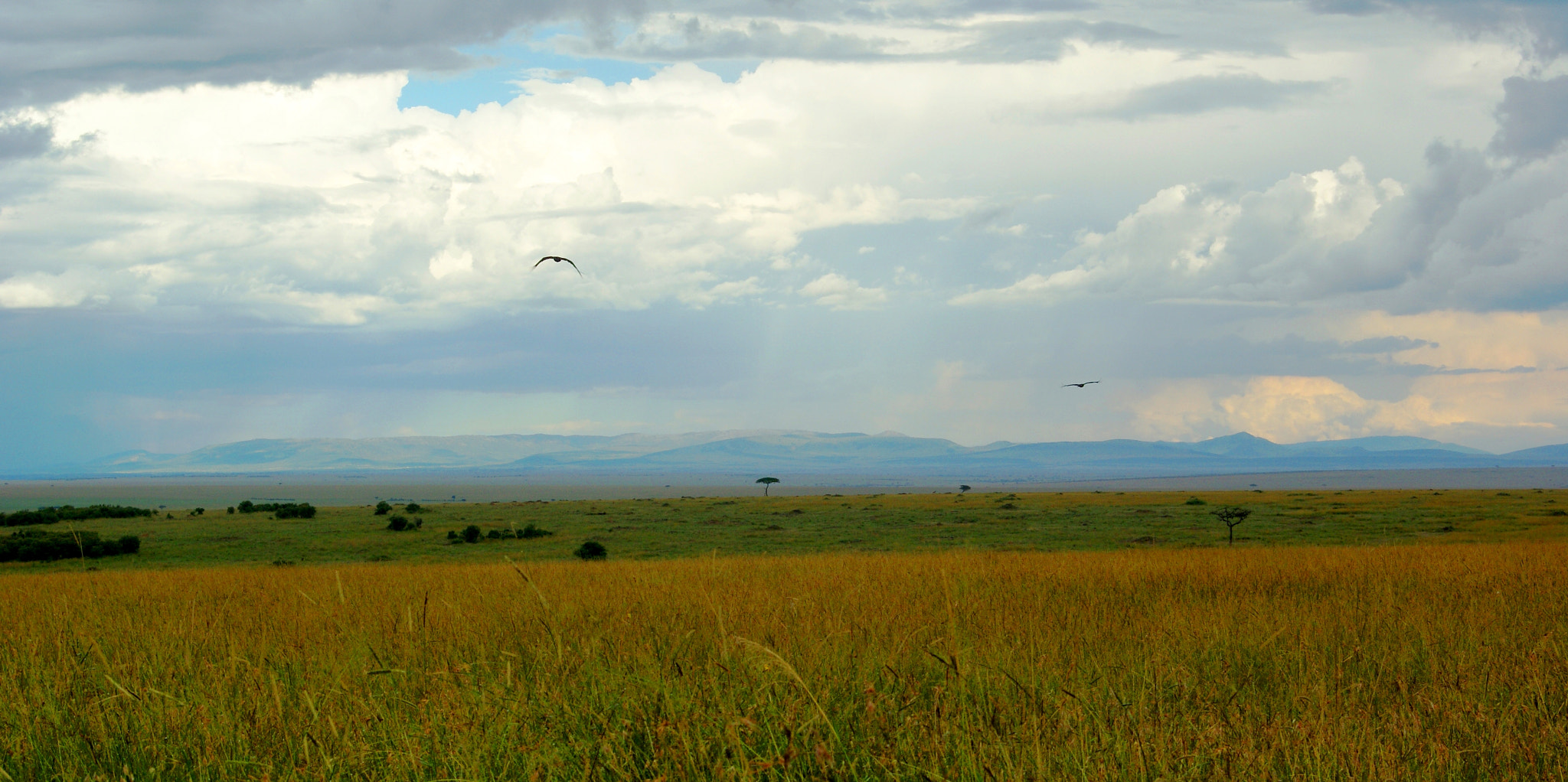 Minolta AF 35-105mm F3.5-4.5 sample photo. Maasai mara photography