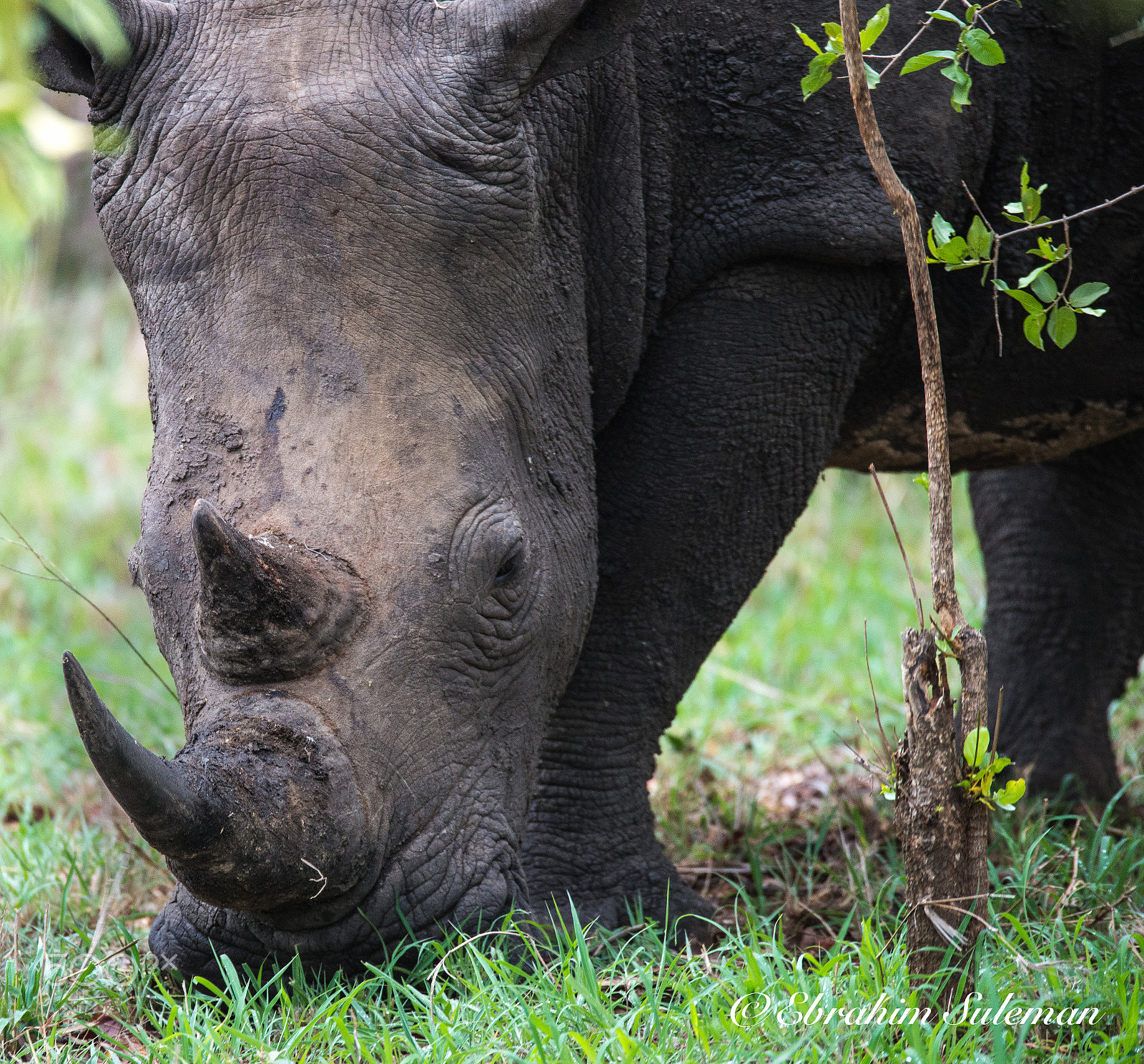 Sigma 150-600mm F5-6.3 DG OS HSM | S sample photo. Rhino photography
