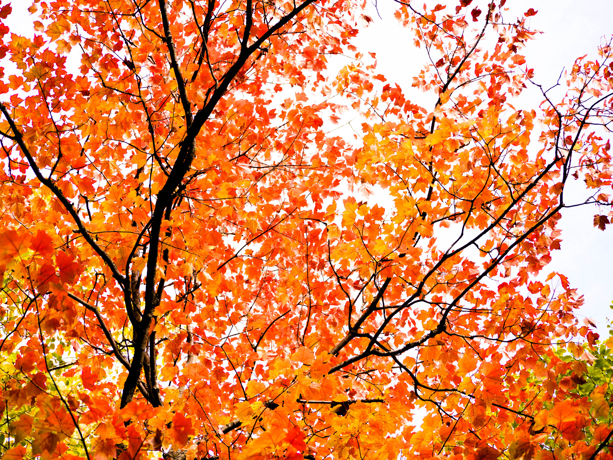 Panasonic Lumix G Vario 45-200mm F4-5.6 OIS sample photo. Scènes d'automne - orange photography
