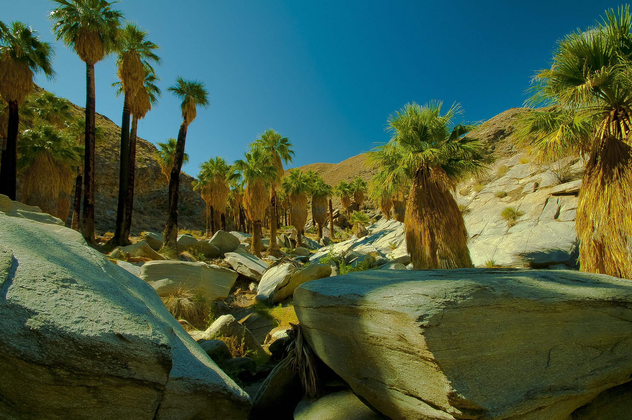 Nikon D300S sample photo. Palm grove photography