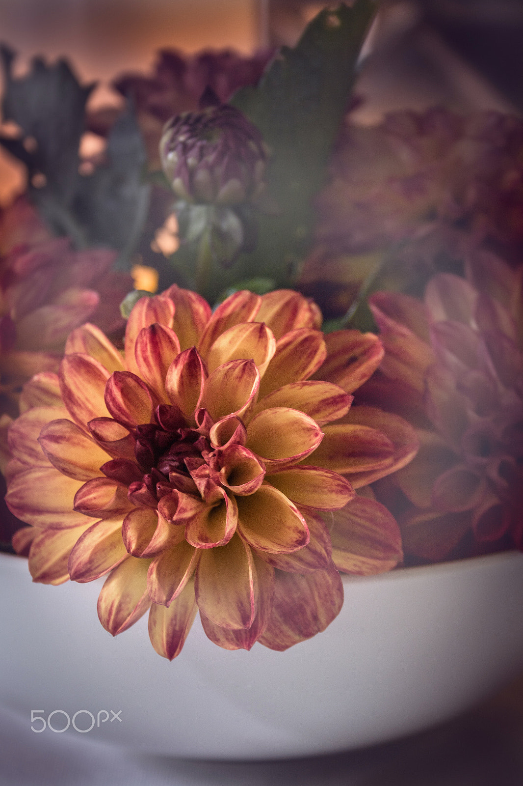 Canon EF-S 18-55mm F3.5-5.6 II sample photo. Dahlias in autum photography