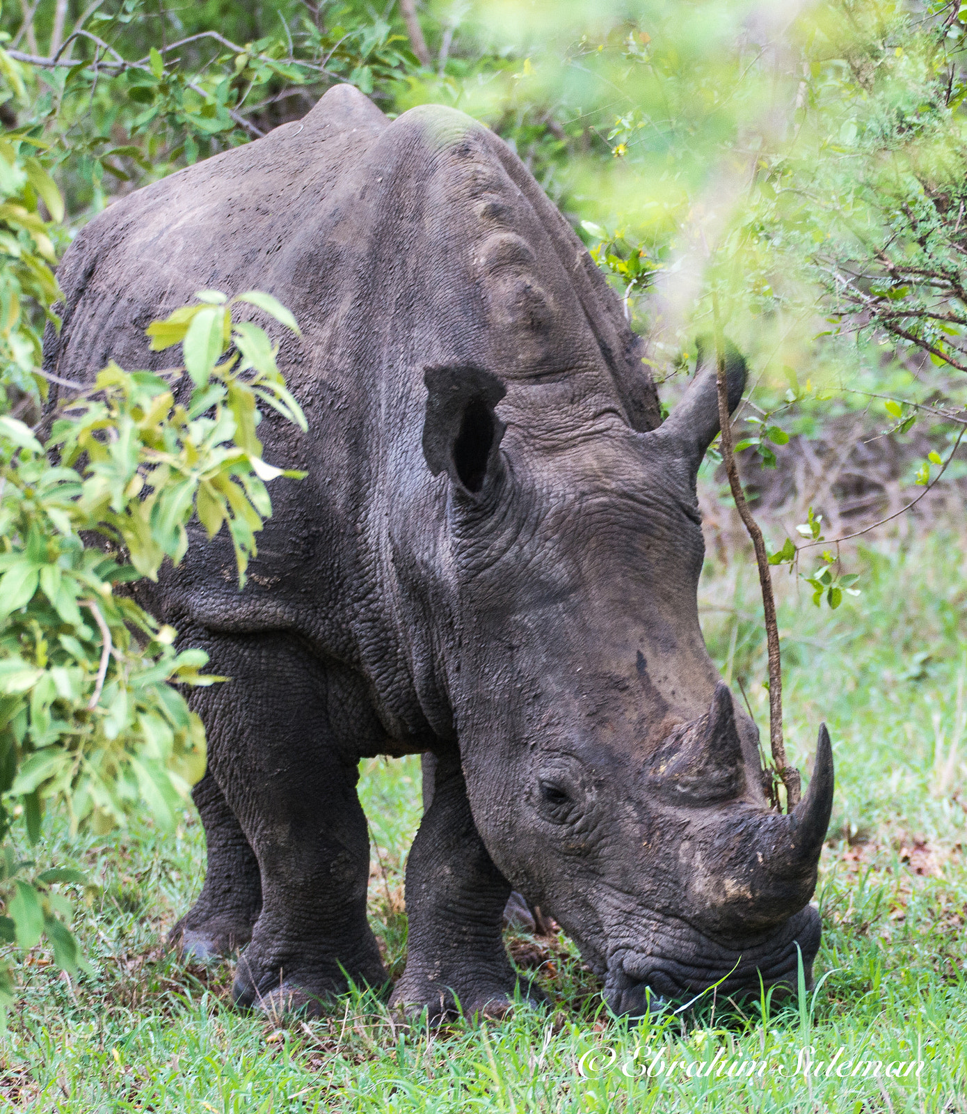 Sigma 150-600mm F5-6.3 DG OS HSM | S sample photo. Rhino photography
