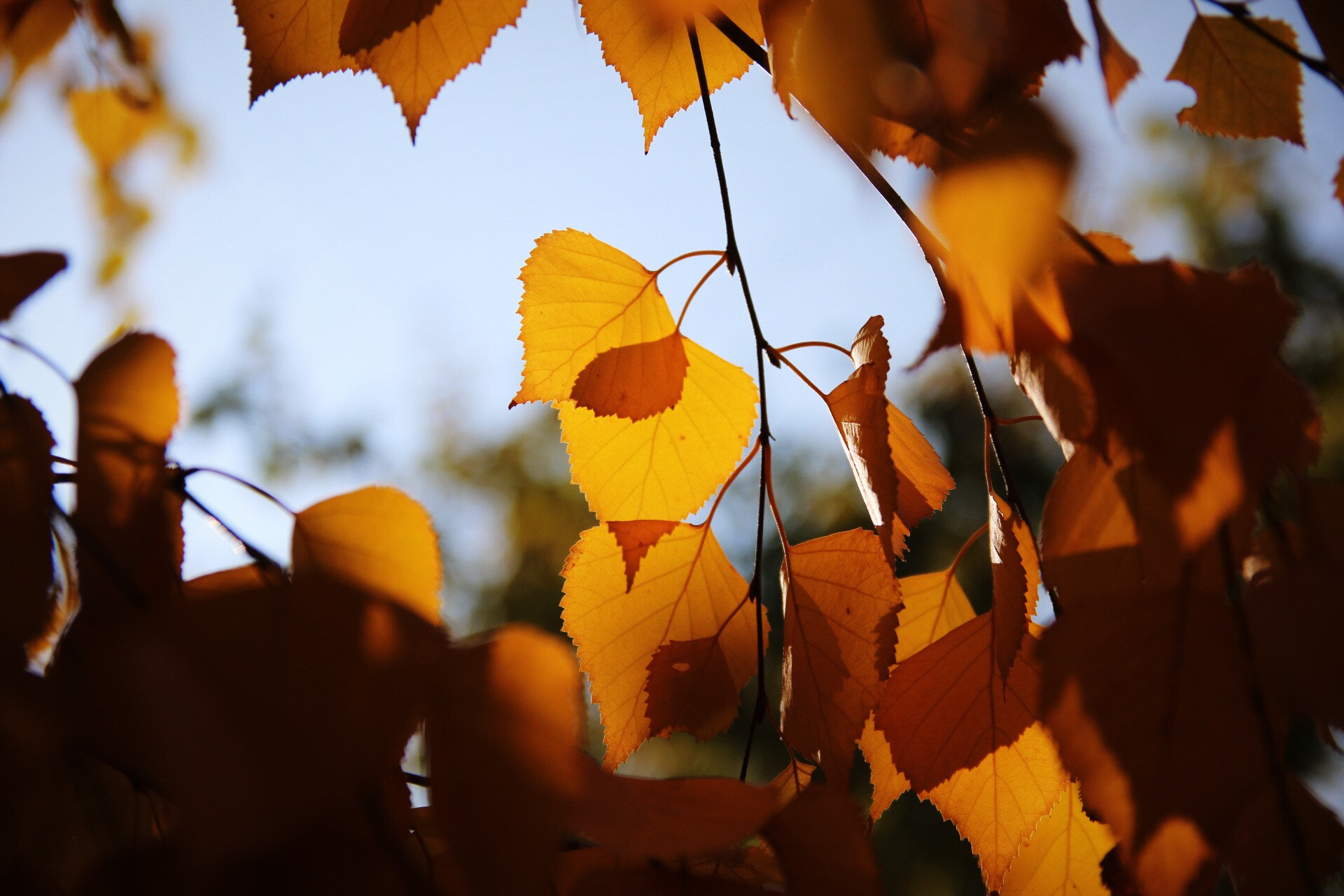 Canon 17-50mm sample photo. So the autumn arrives. photography