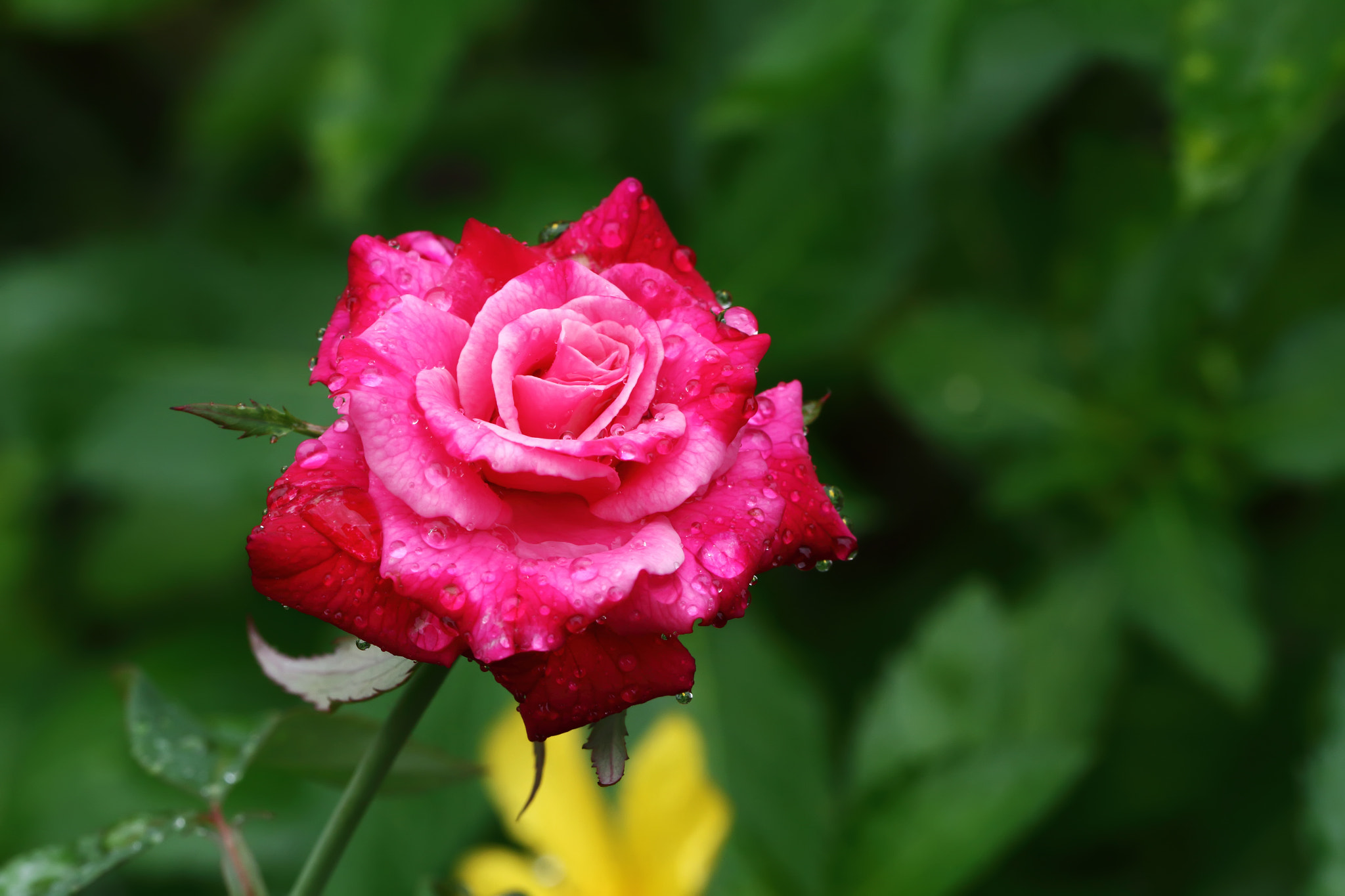 Canon EOS 7D + Canon EF 100mm F2.8L Macro IS USM sample photo. Rose after the rain over natural background photography