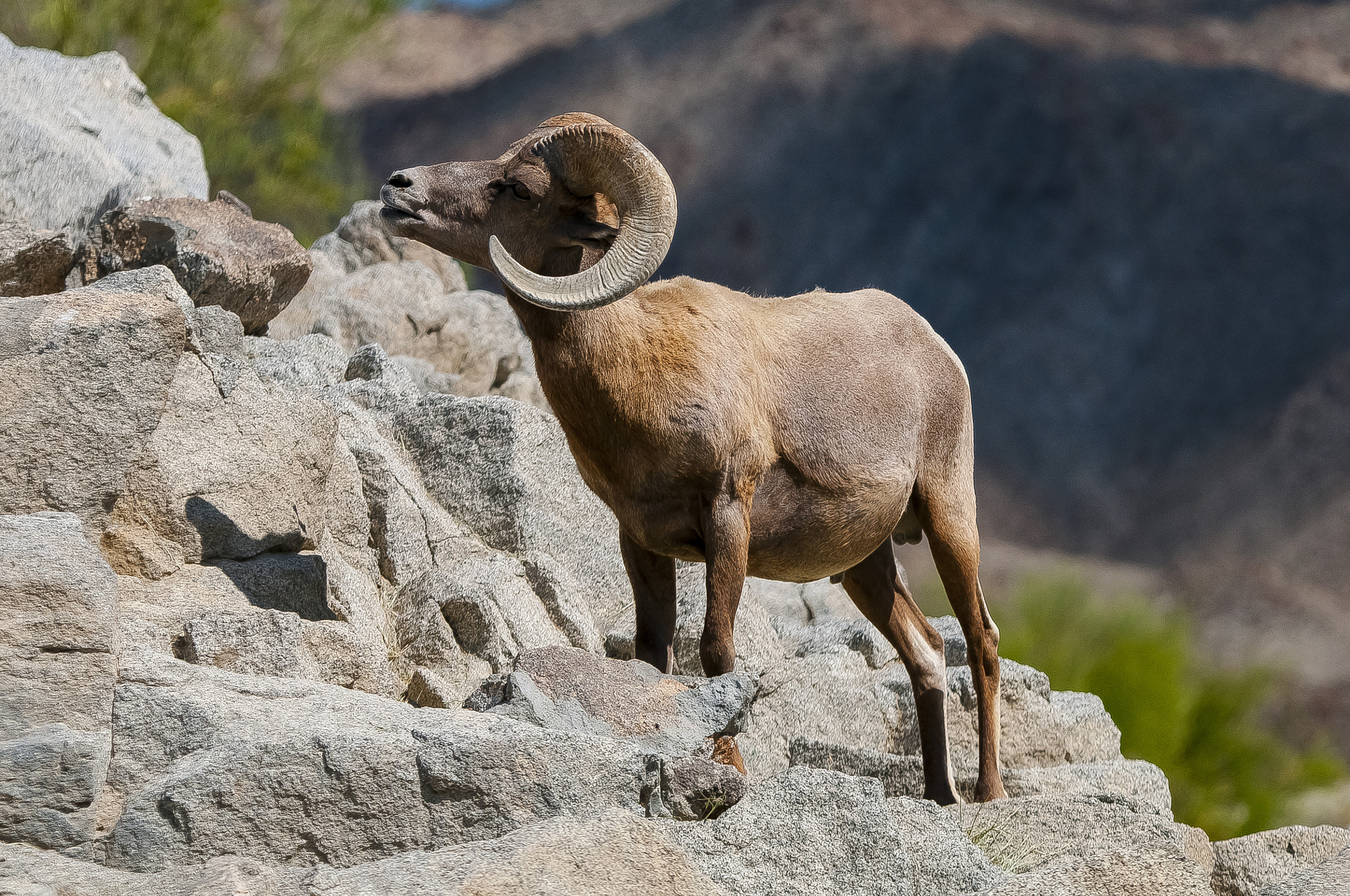 Nikon D300S sample photo. Mountain animal photography