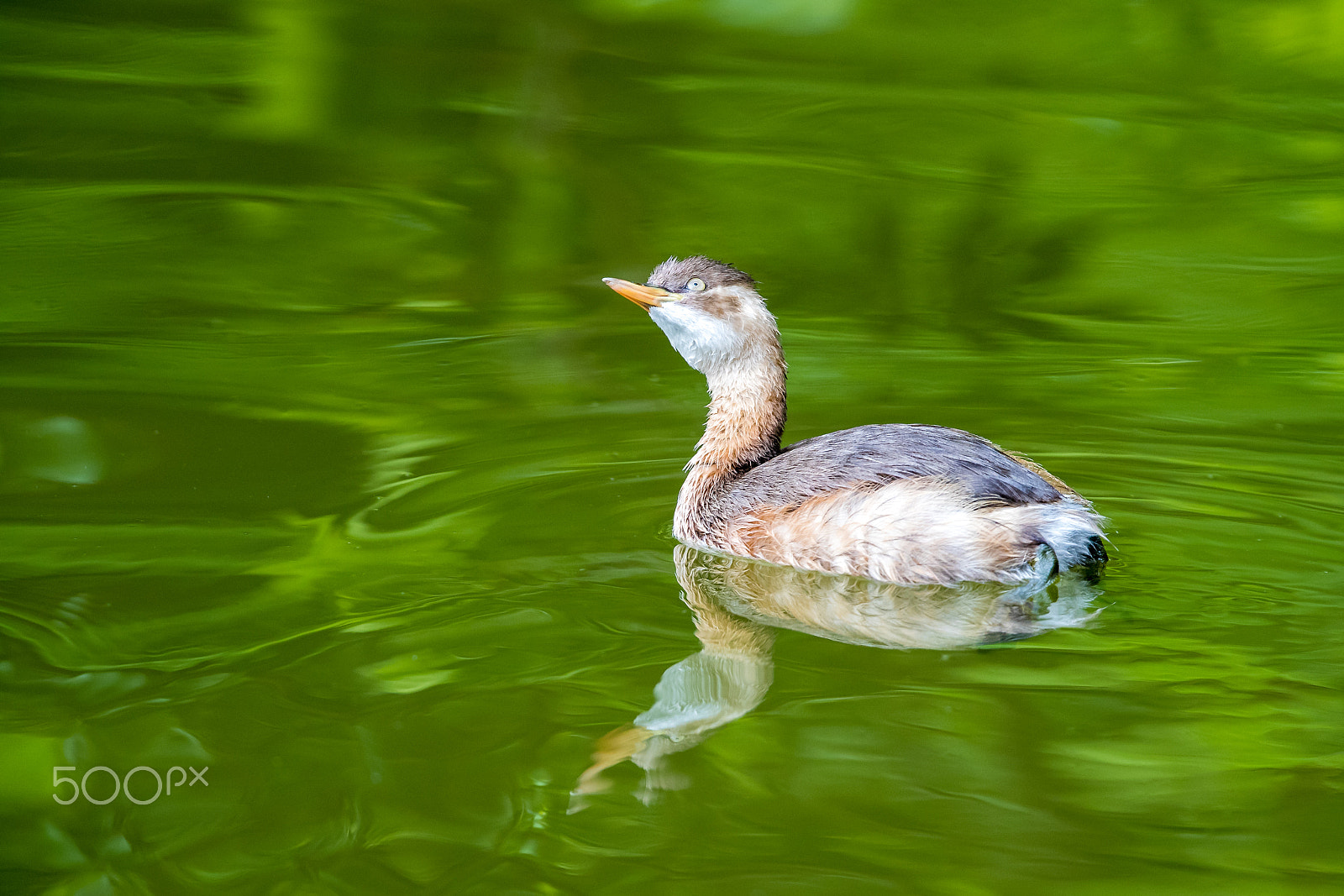 Canon EF 500mm F4L IS II USM sample photo. Little grebe (tachybaptus ruficollis) floating on green water photography