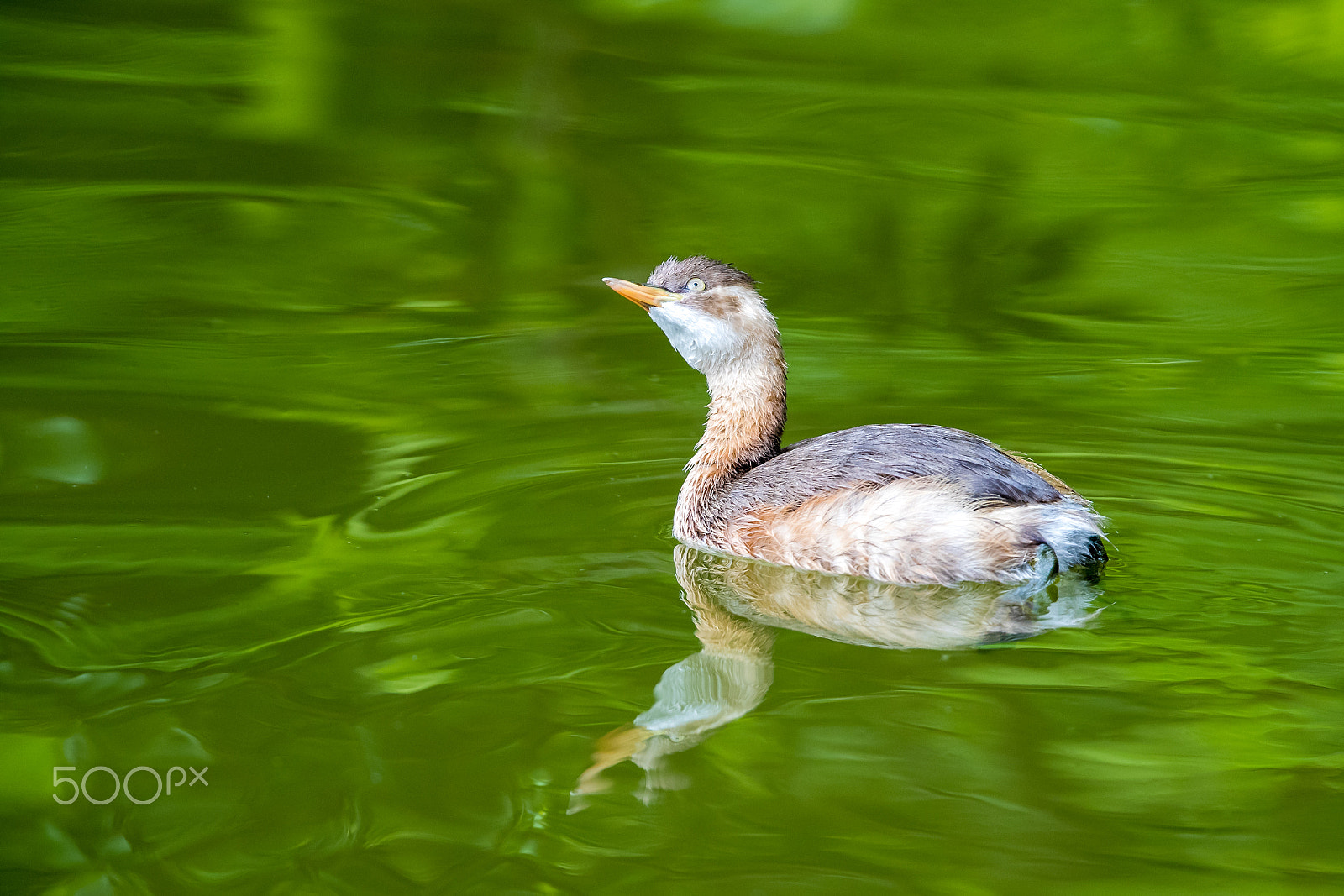 Canon EOS-1D X Mark II sample photo. Little grebe (tachybaptus ruficollis) floating on green water photography