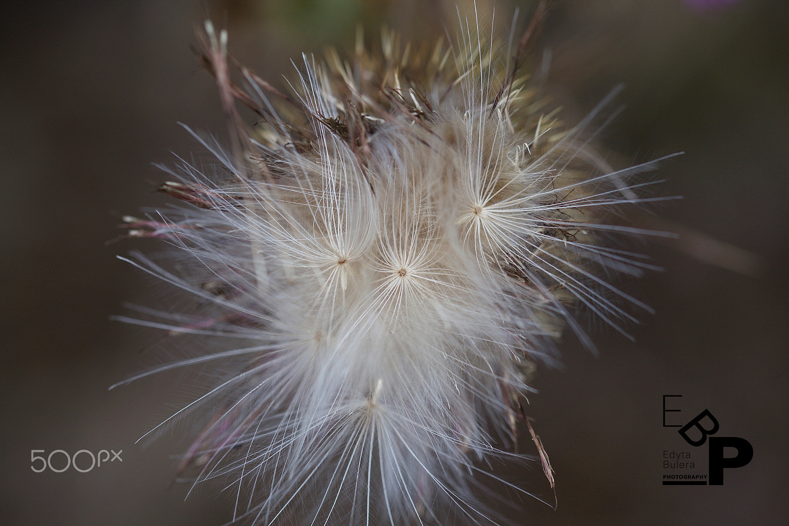 Canon EF 100mm F2.8L Macro IS USM sample photo. Macro by edyta photography