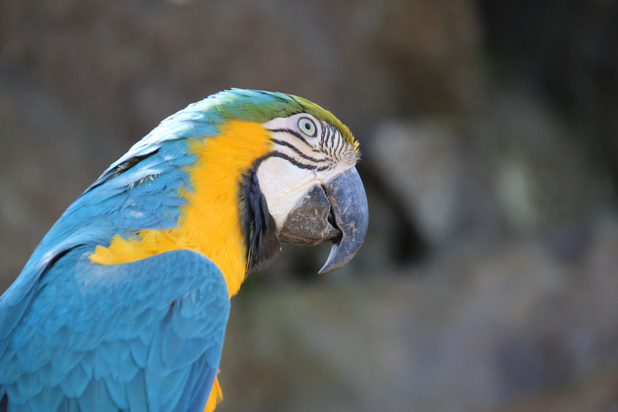 Canon EOS 600D (Rebel EOS T3i / EOS Kiss X5) sample photo. Parrot photography