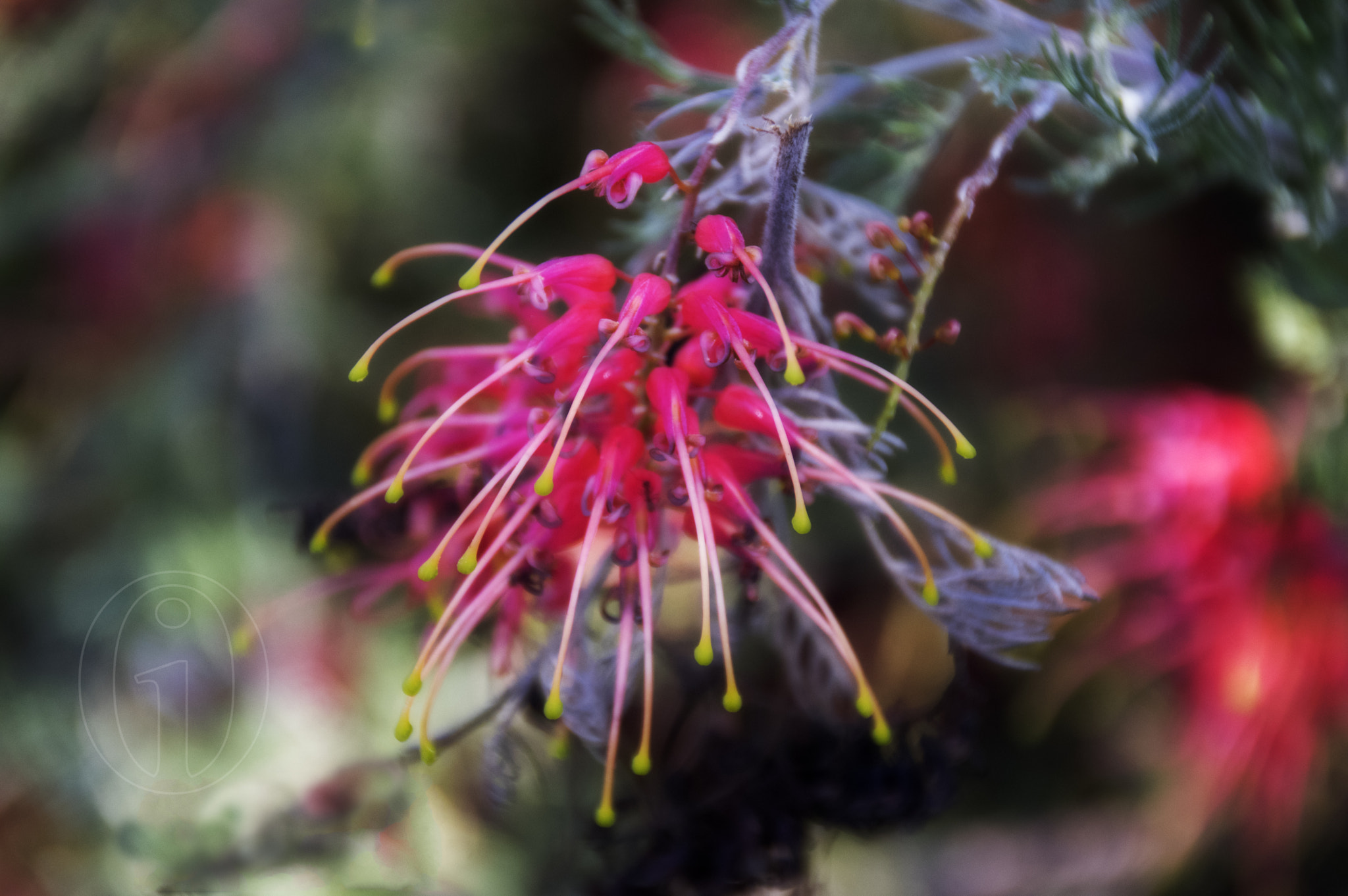 Pentax K-3 II + Sigma 18-200mm F3.5-6.3 II DC OS HSM sample photo. Grevillea photography