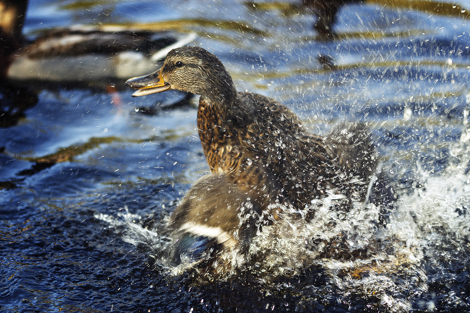 Sigma 105mm F2.8 EX DG OS HSM sample photo. Bathing duck photography