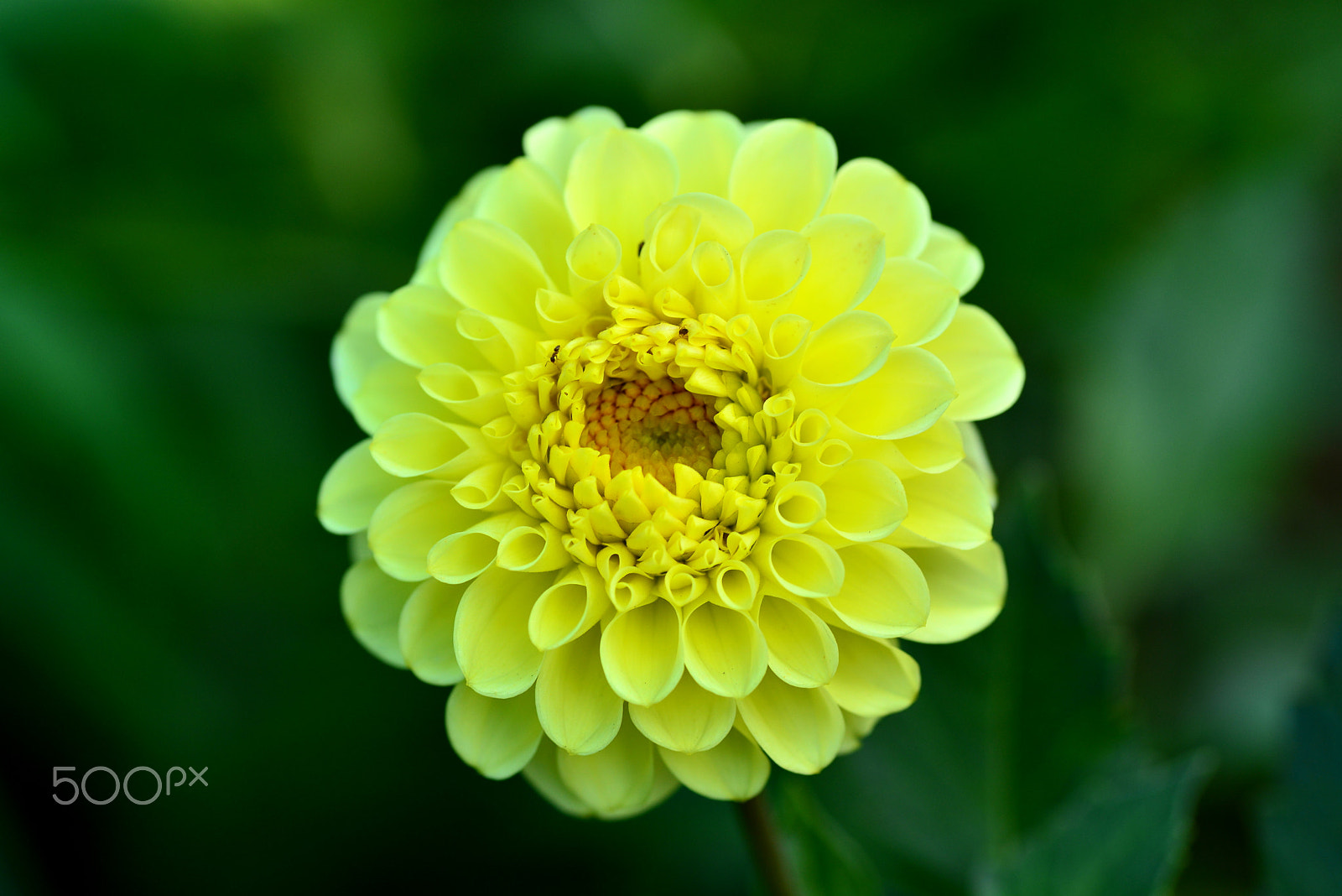 Nikon D600 sample photo. Lemon yellow photography