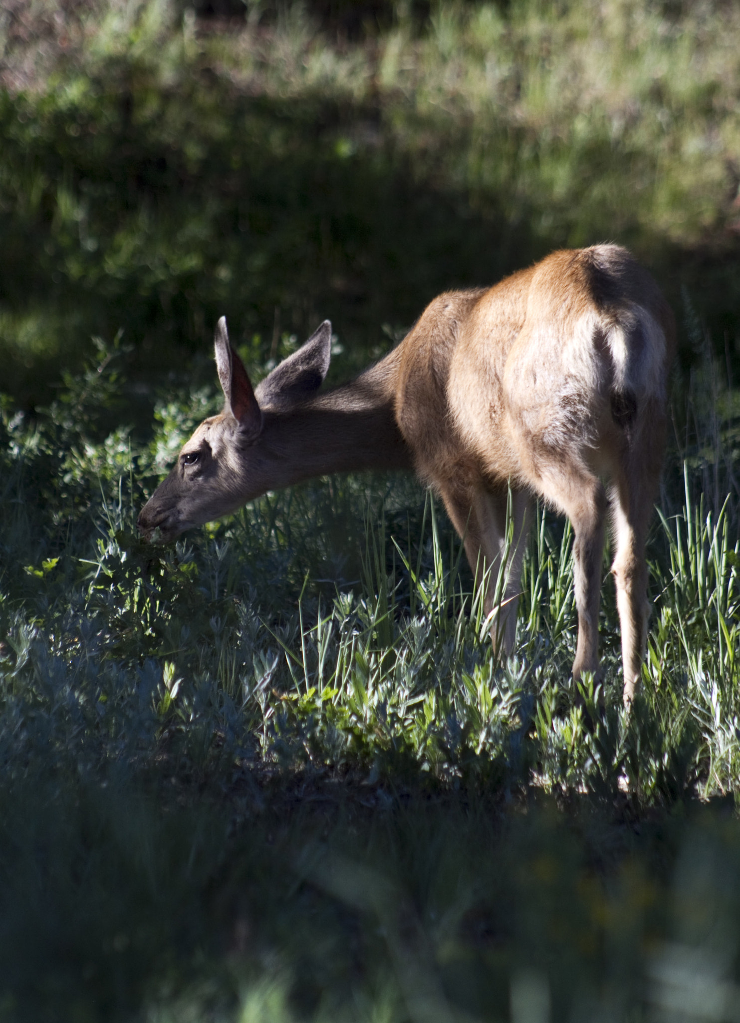 Canon EF 75-300mm f/4-5.6 USM sample photo. Early morning light photography