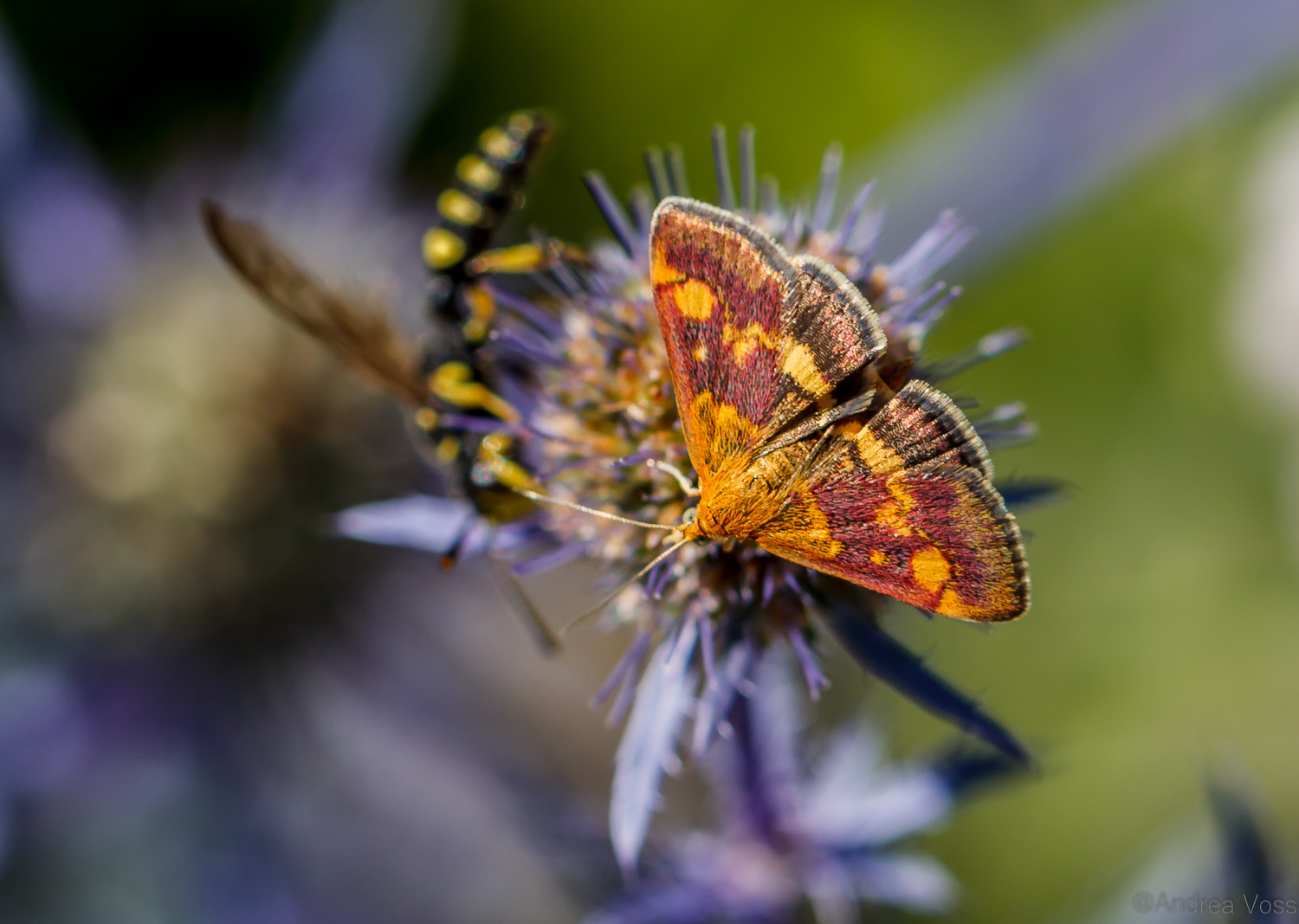 Canon EOS 60D + Canon EF 100mm F2.8L Macro IS USM sample photo. Butterfly and wasp photography