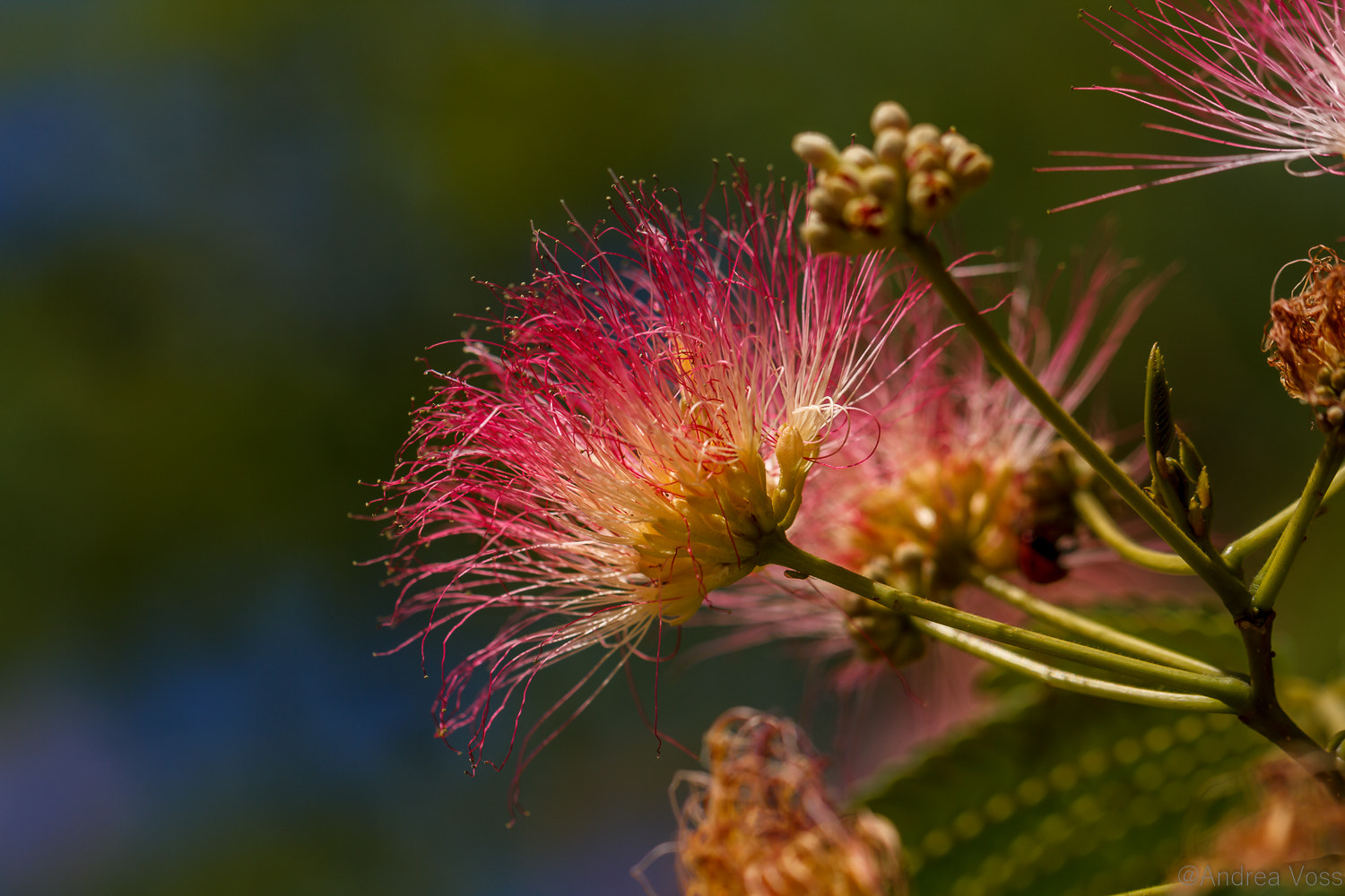 Canon EOS 60D + Canon EF 100mm F2.8L Macro IS USM sample photo. Flower of the fig tree photography